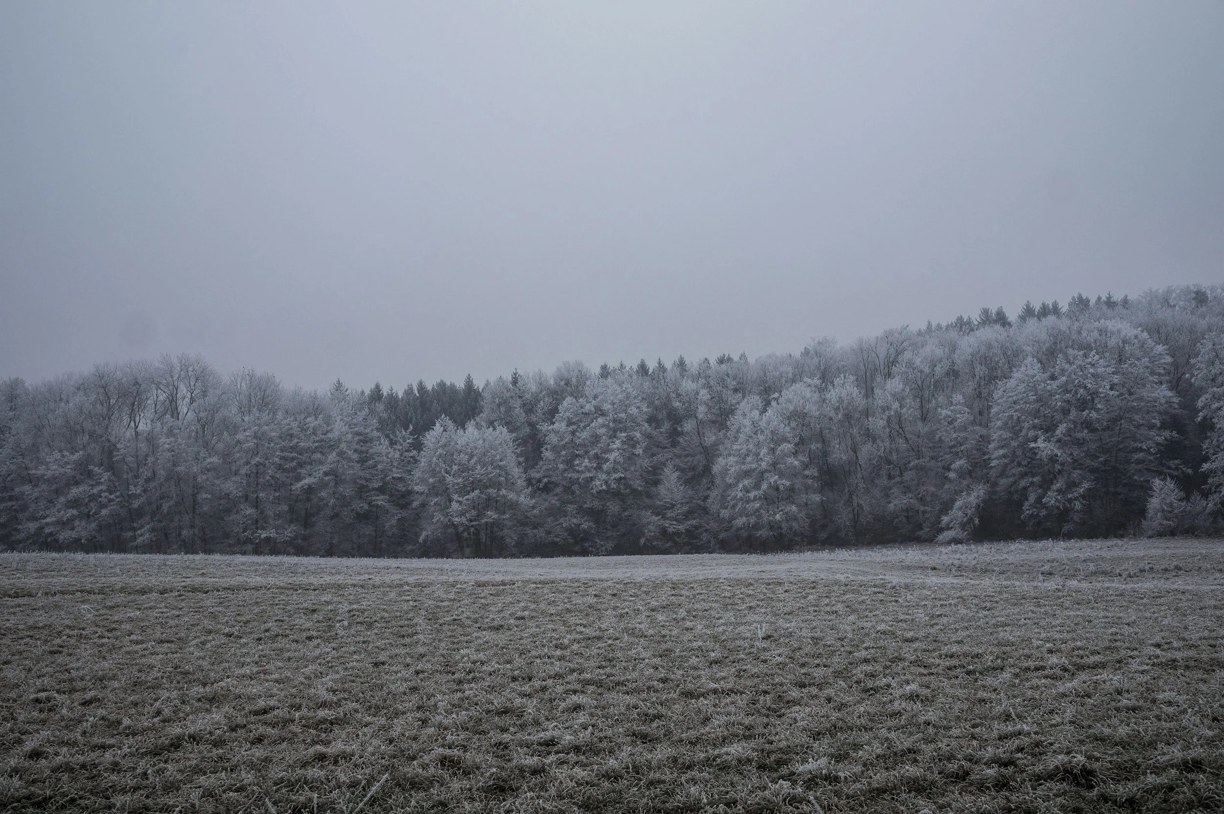 Frosty field with snow-covered trees in the background under a gray overcast sky.
