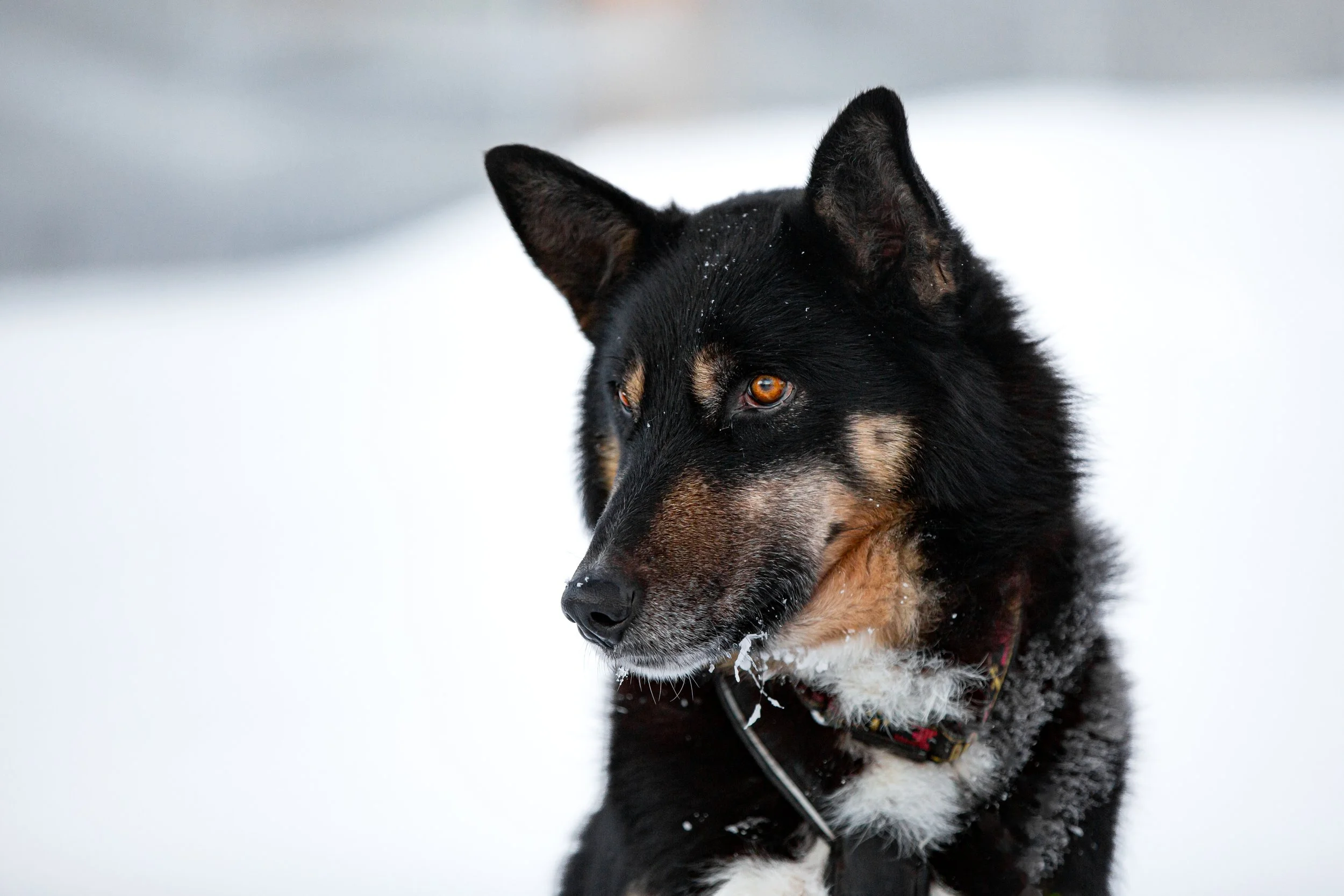 Alaskan Husky Broken