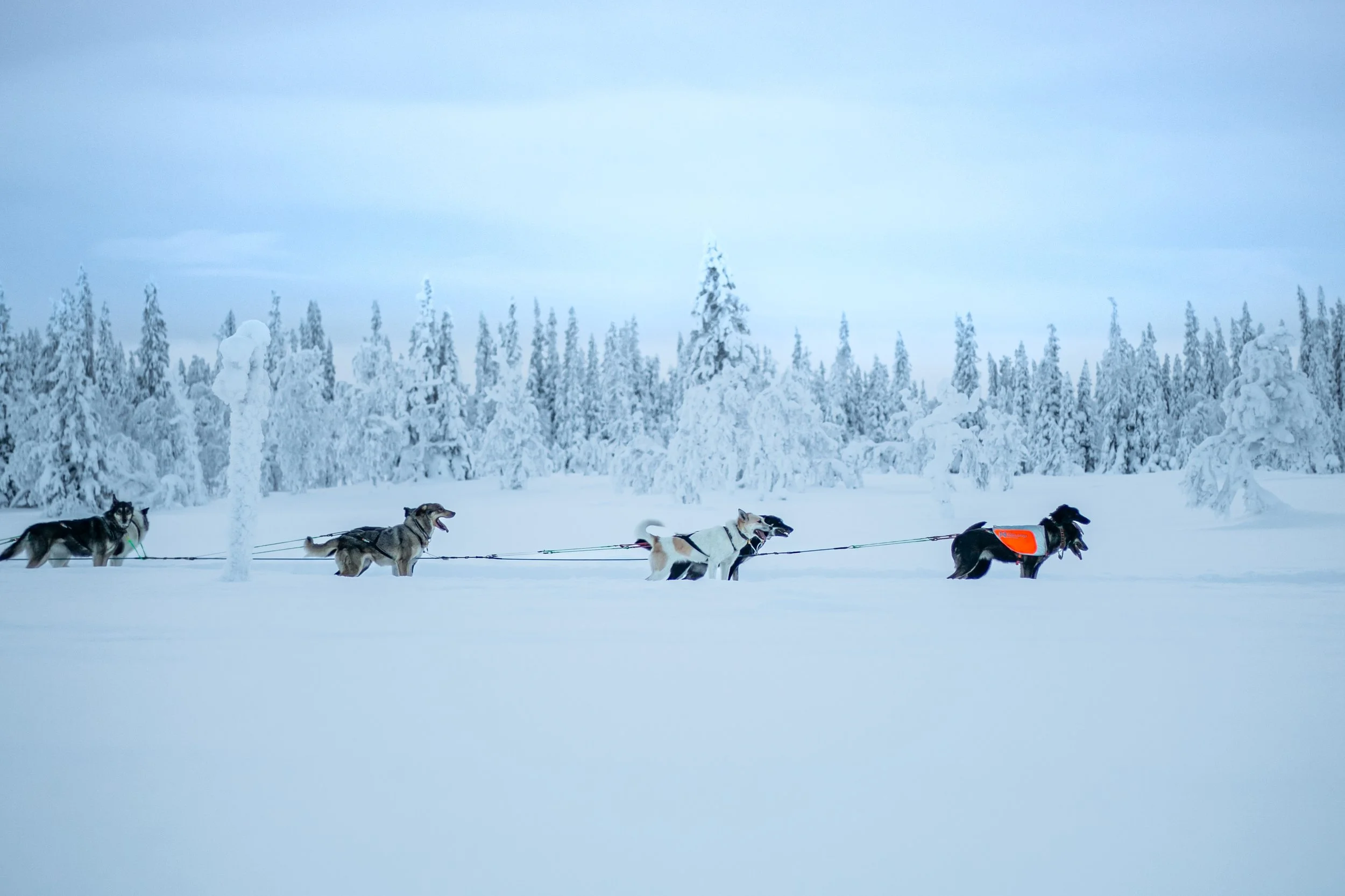 Hunde ziehen einen Schlitten durch verschneite Winterlandschaft mit bedecktem Himmel, im Hintergrund tief verschneite Bäume.