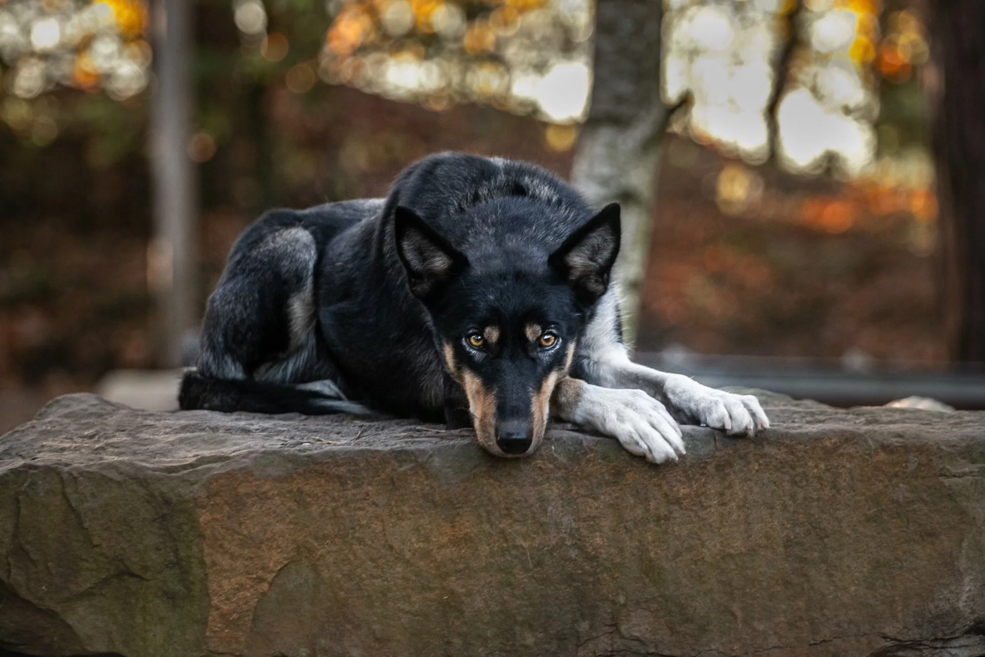 Alaskan Husky Mynta