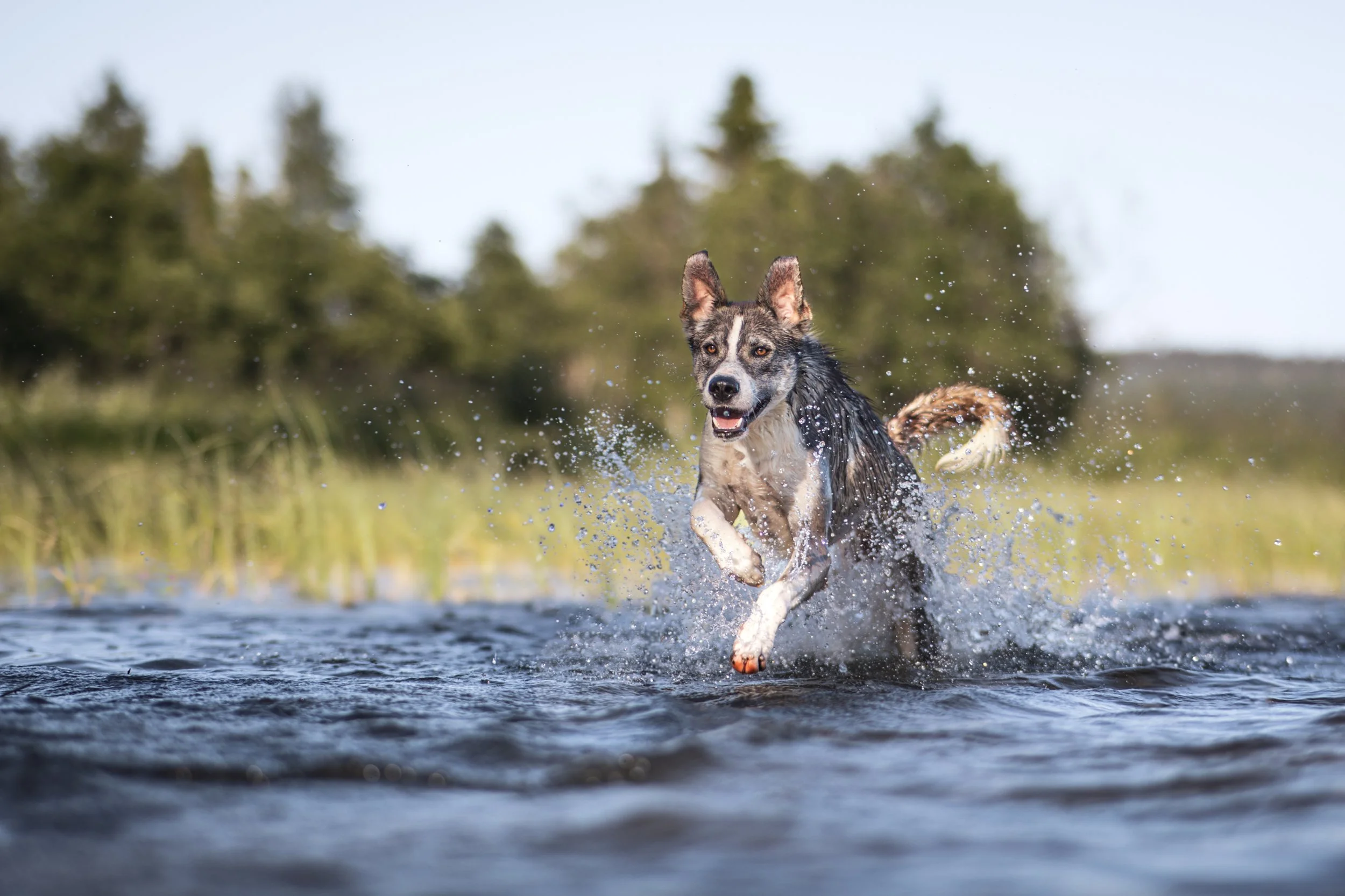 Alaskan Husky Cody