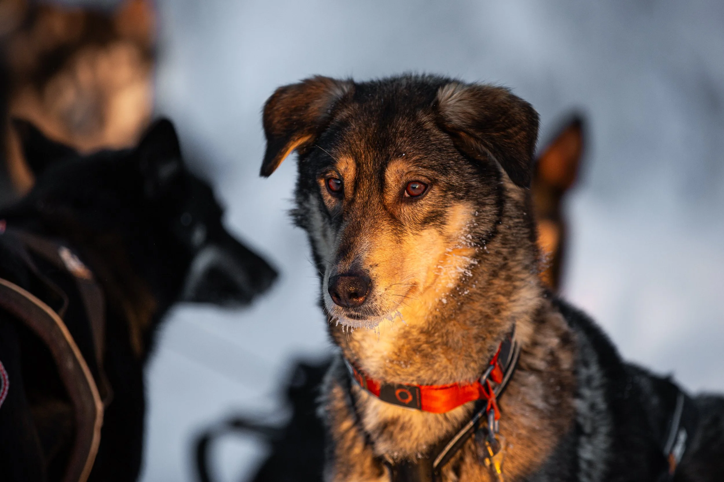 Alaskan Husky Ennamera