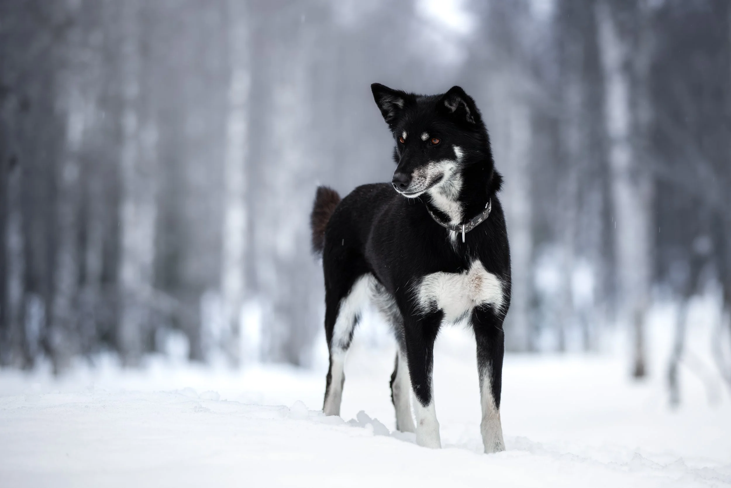 Alaskan Husky Lille Mus