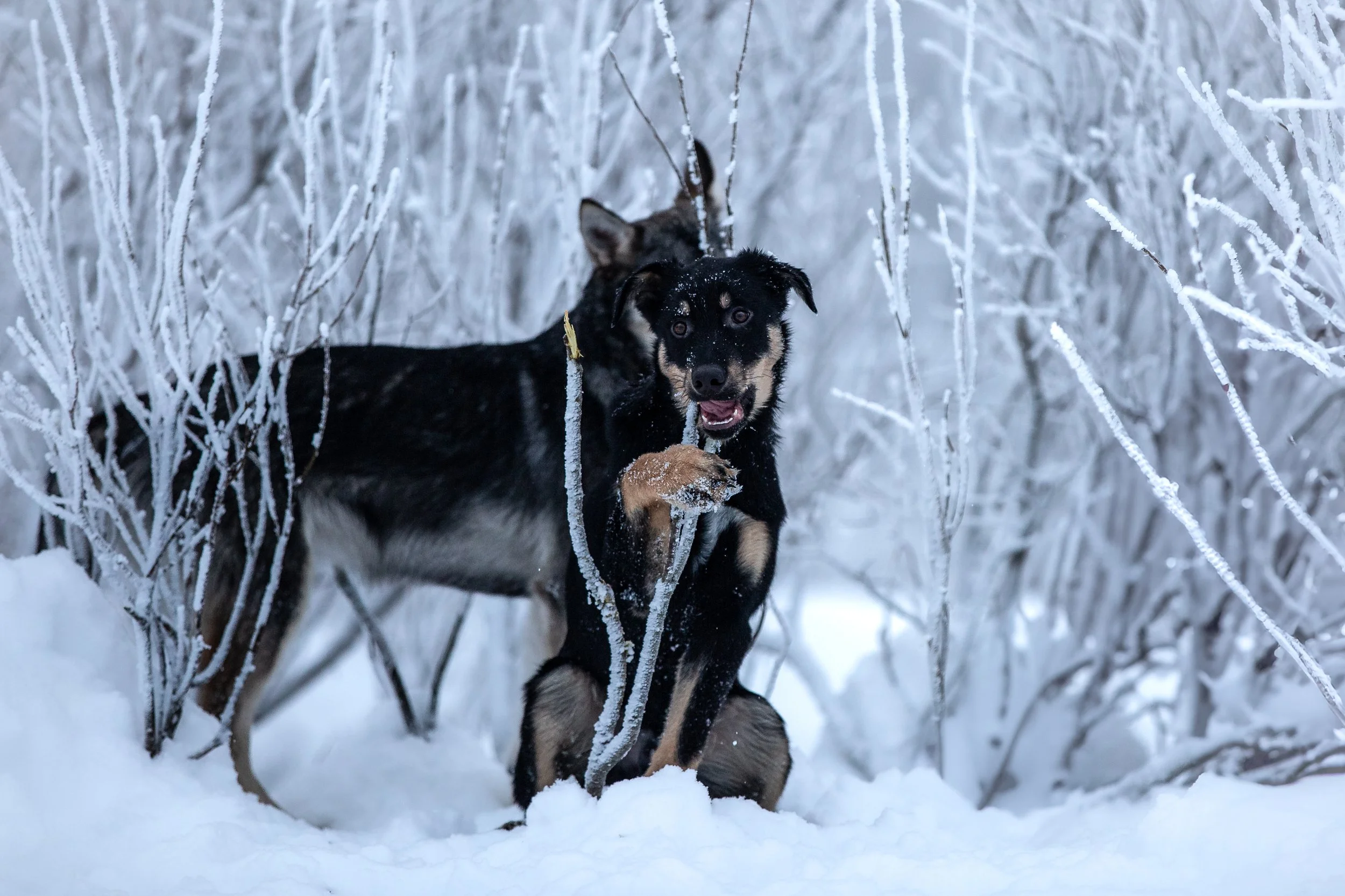 Alaskan Husky Survivor