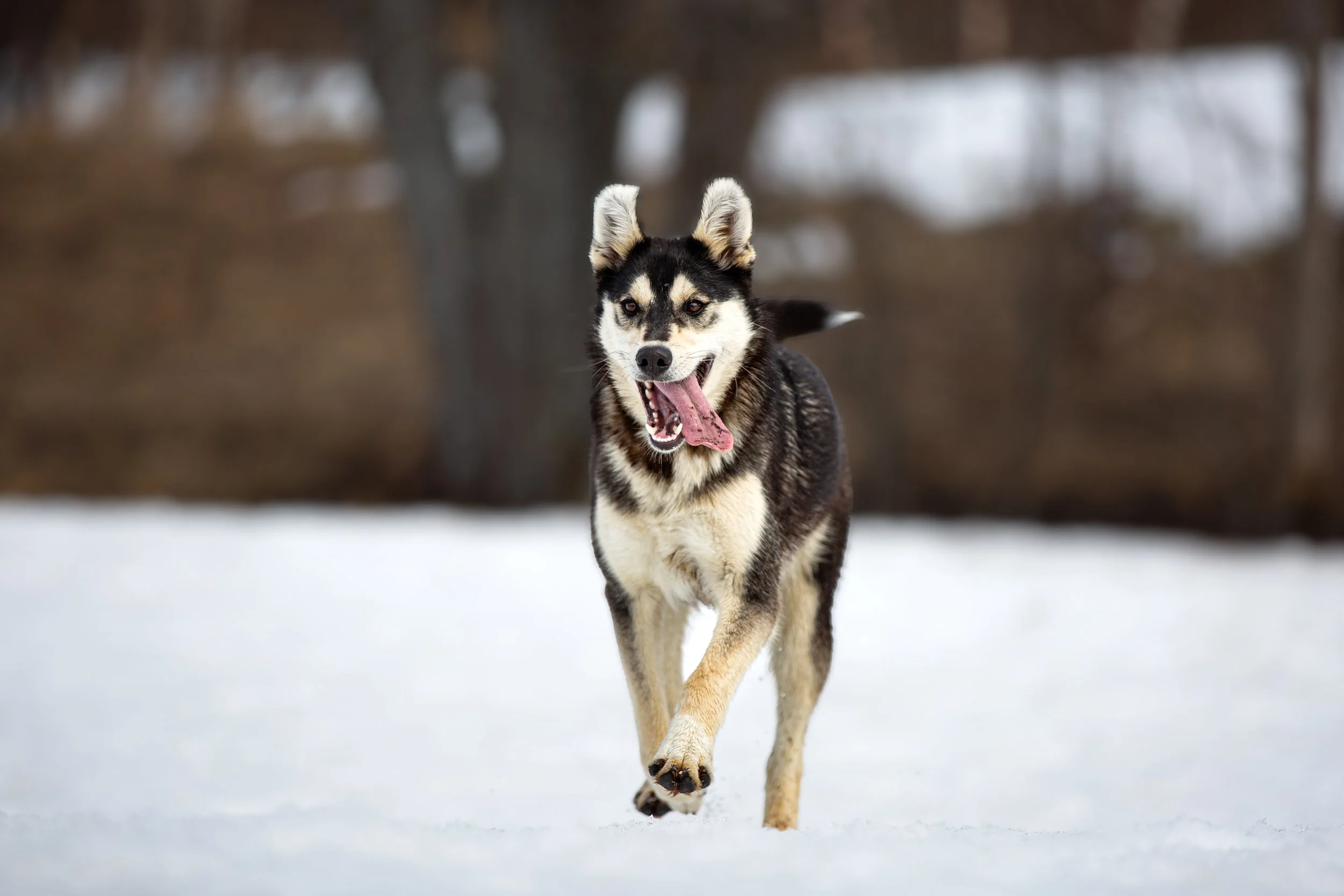 Alaskan Husky Alva