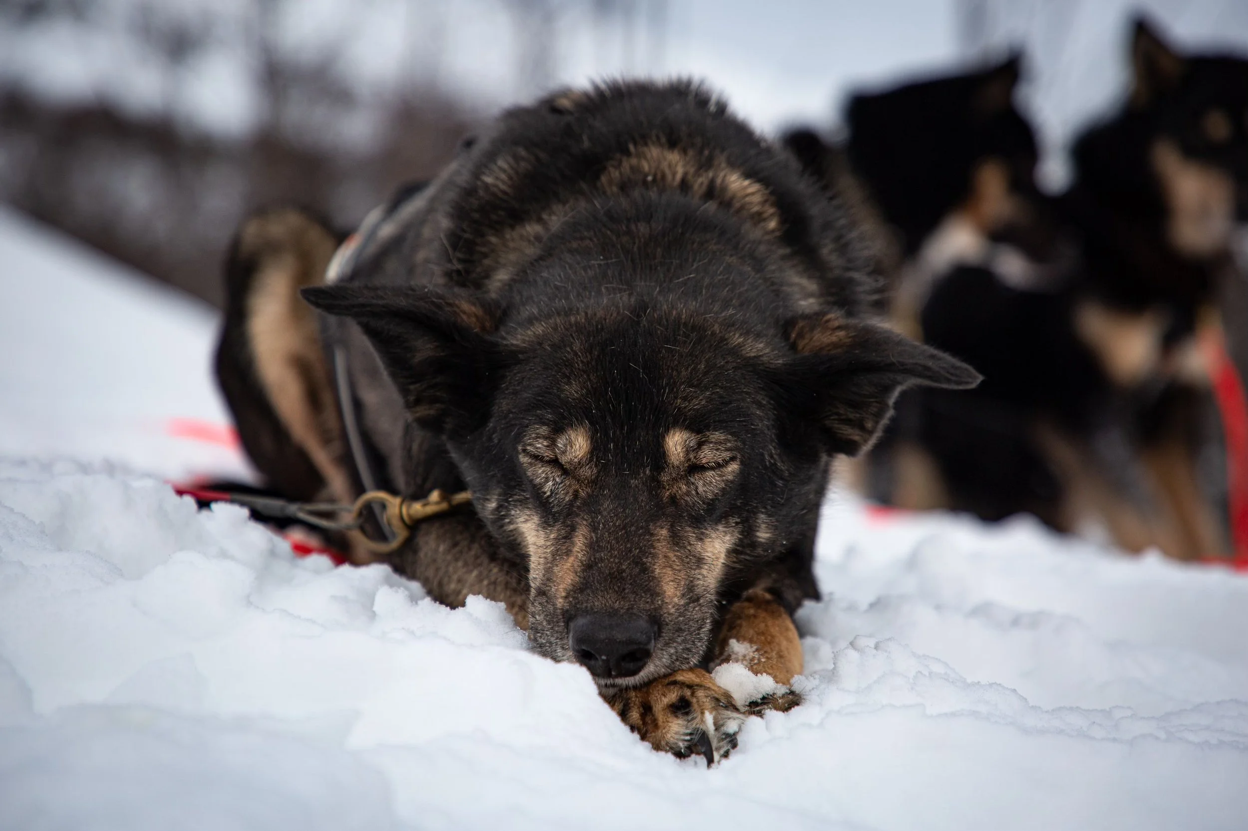 Alaskan Husky Arya