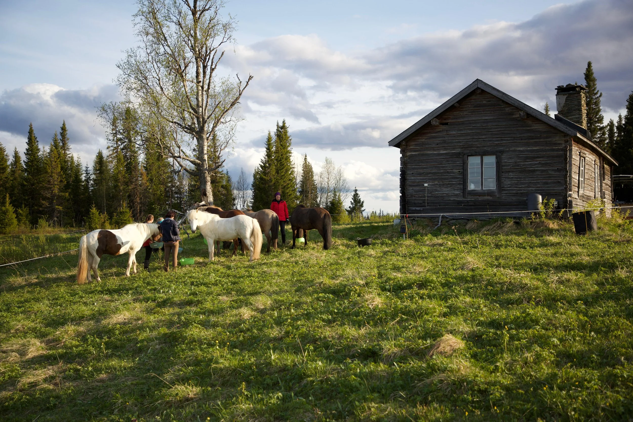 Freilaufende Ponys und Menschen vor einer alten Holzhütte in einer grünen Wiesenlandschaft mit Bäumen, unter einem bewölkten Himmel.