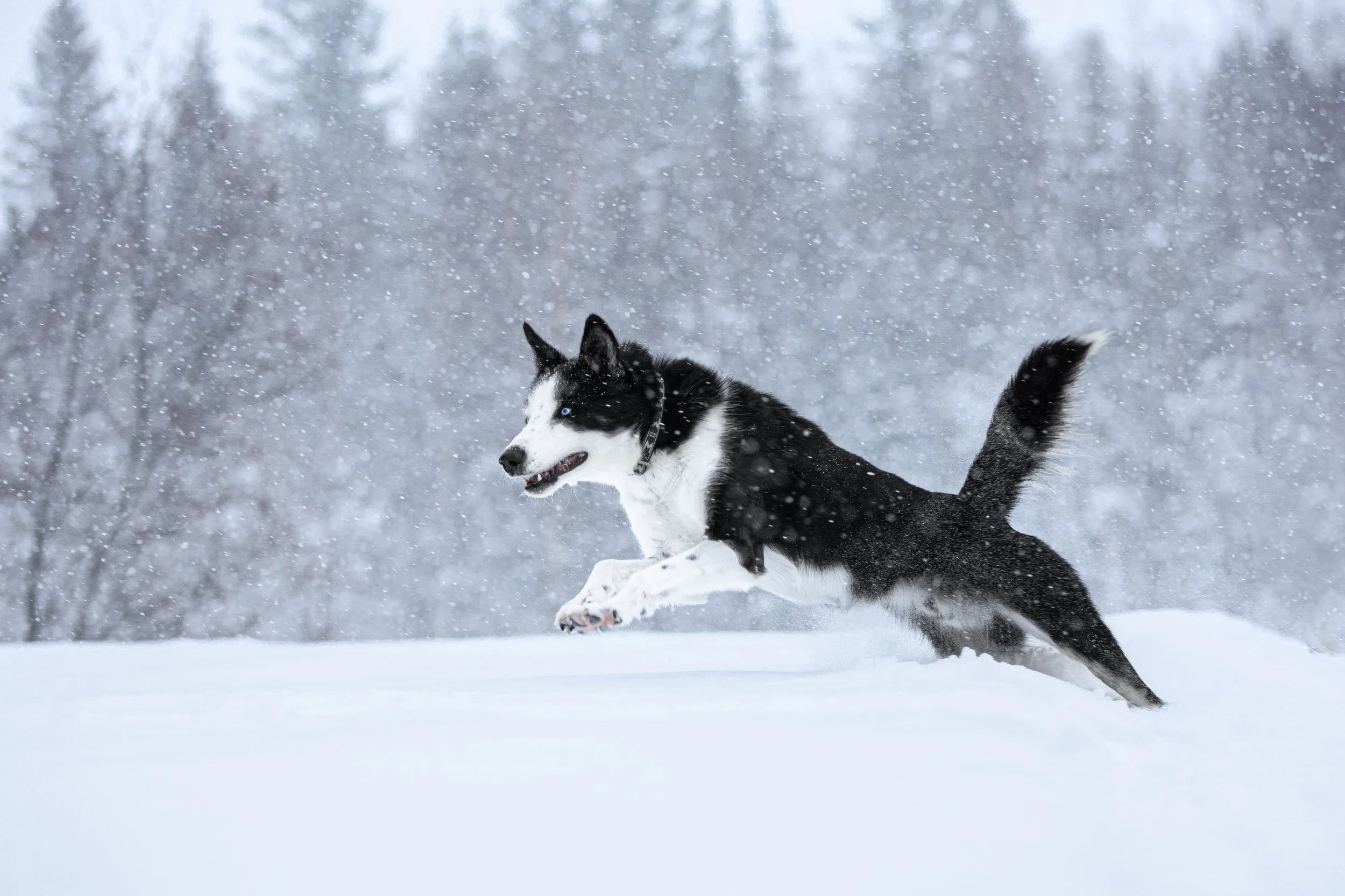 Husky Nero