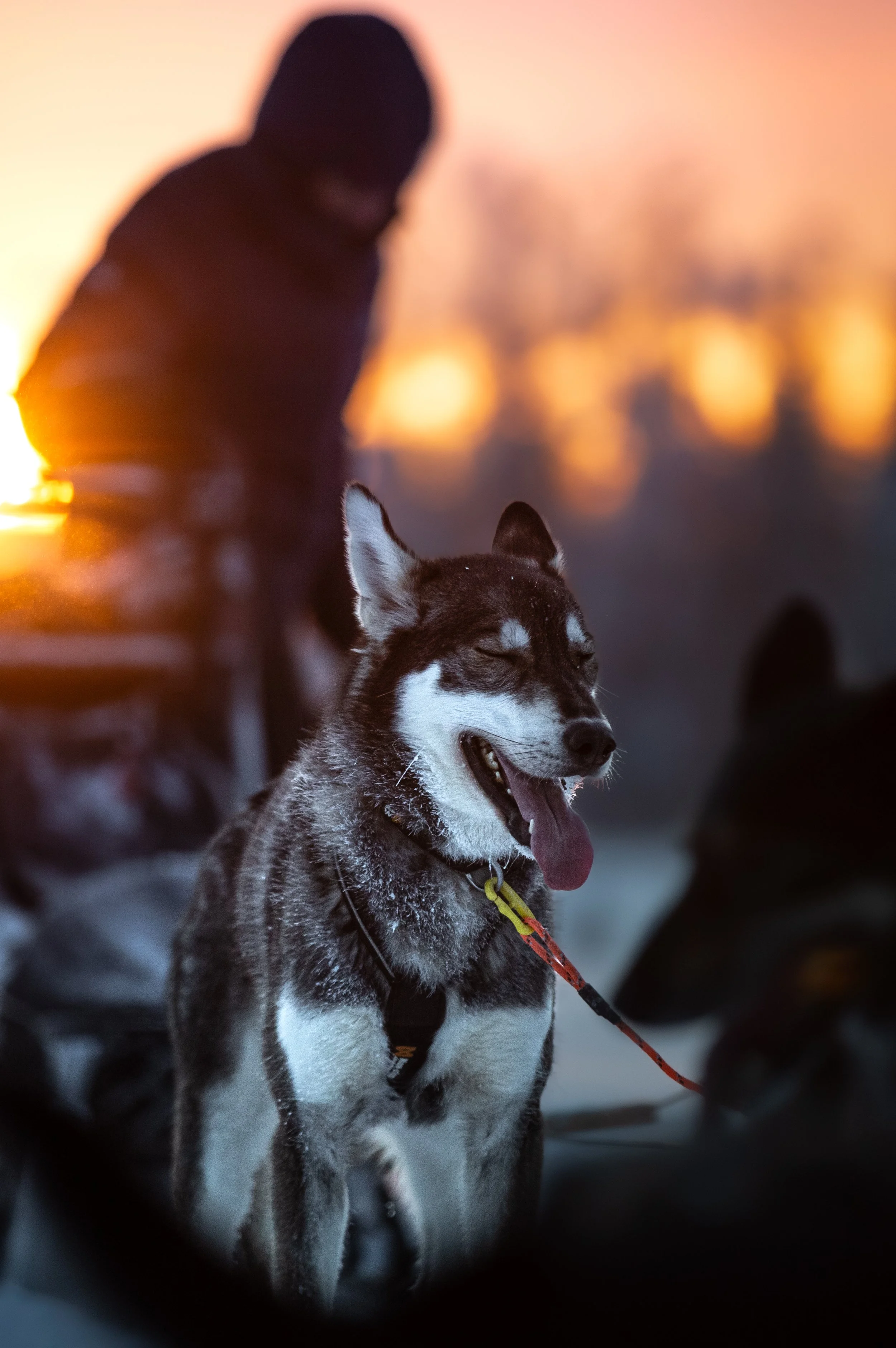 Alaskan Husky Tarouk