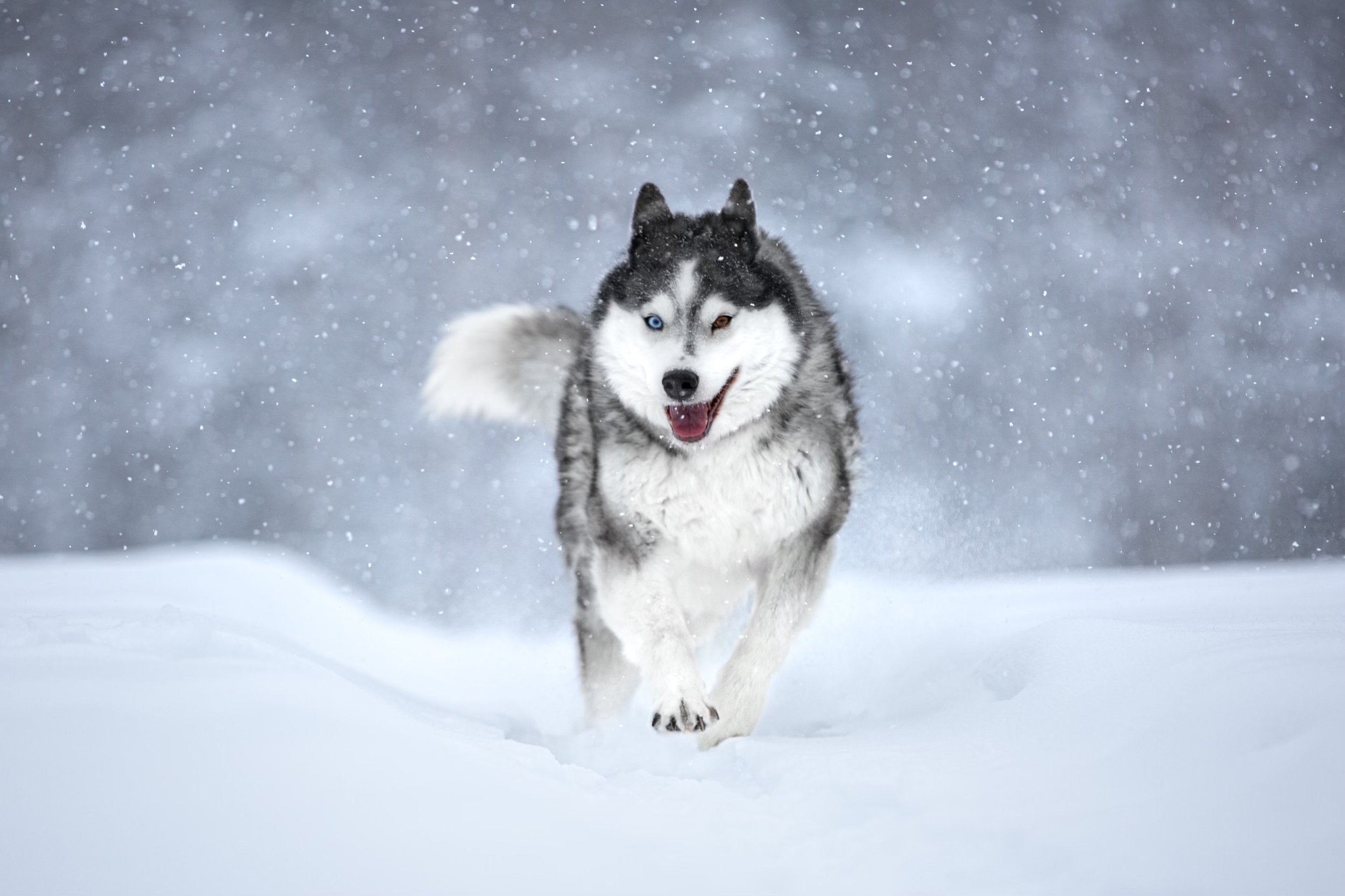Siberian Husky Siri
