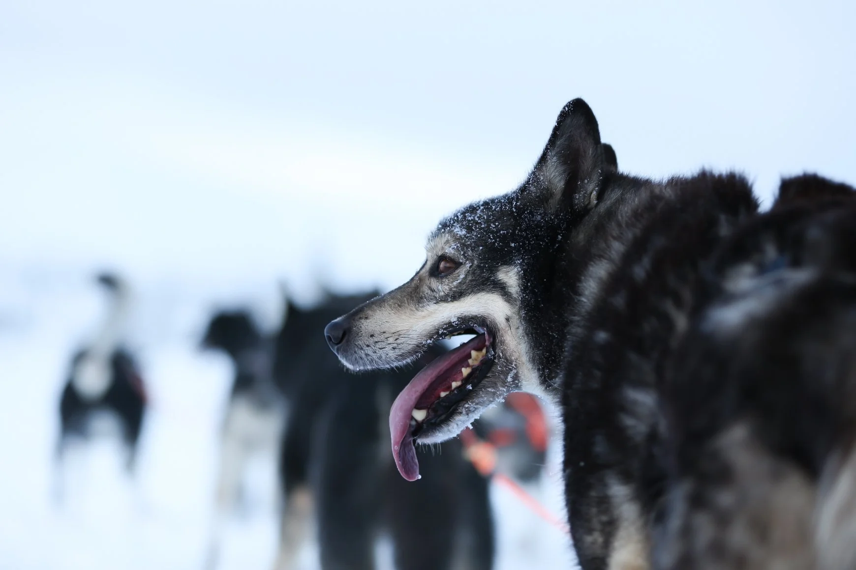 Schlittenhunde im Schnee, einer im Vordergrund mit Zunge heraus, Schnee auf dem Gesicht, andere Hunde im Hintergrund