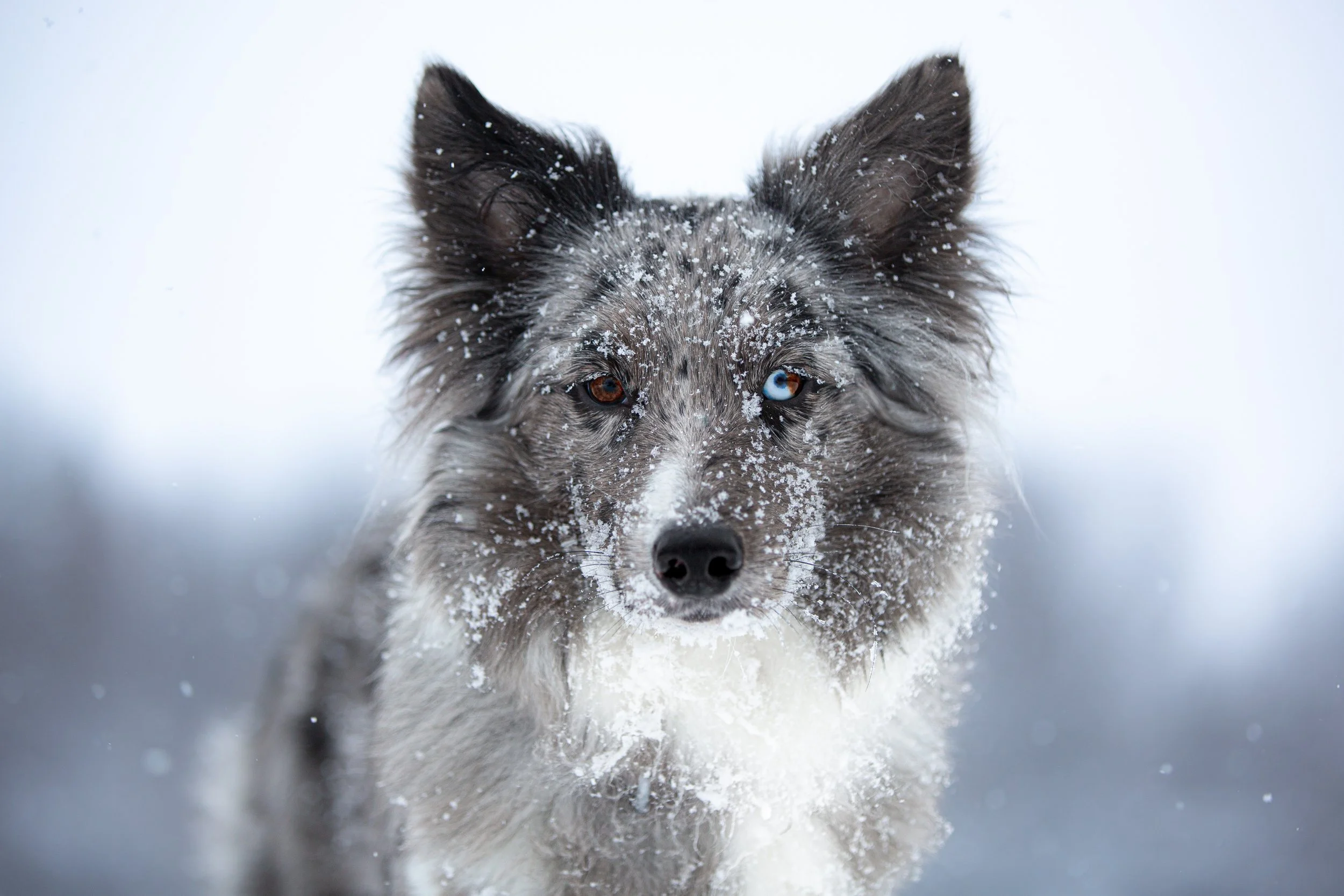 Border Collie Swift