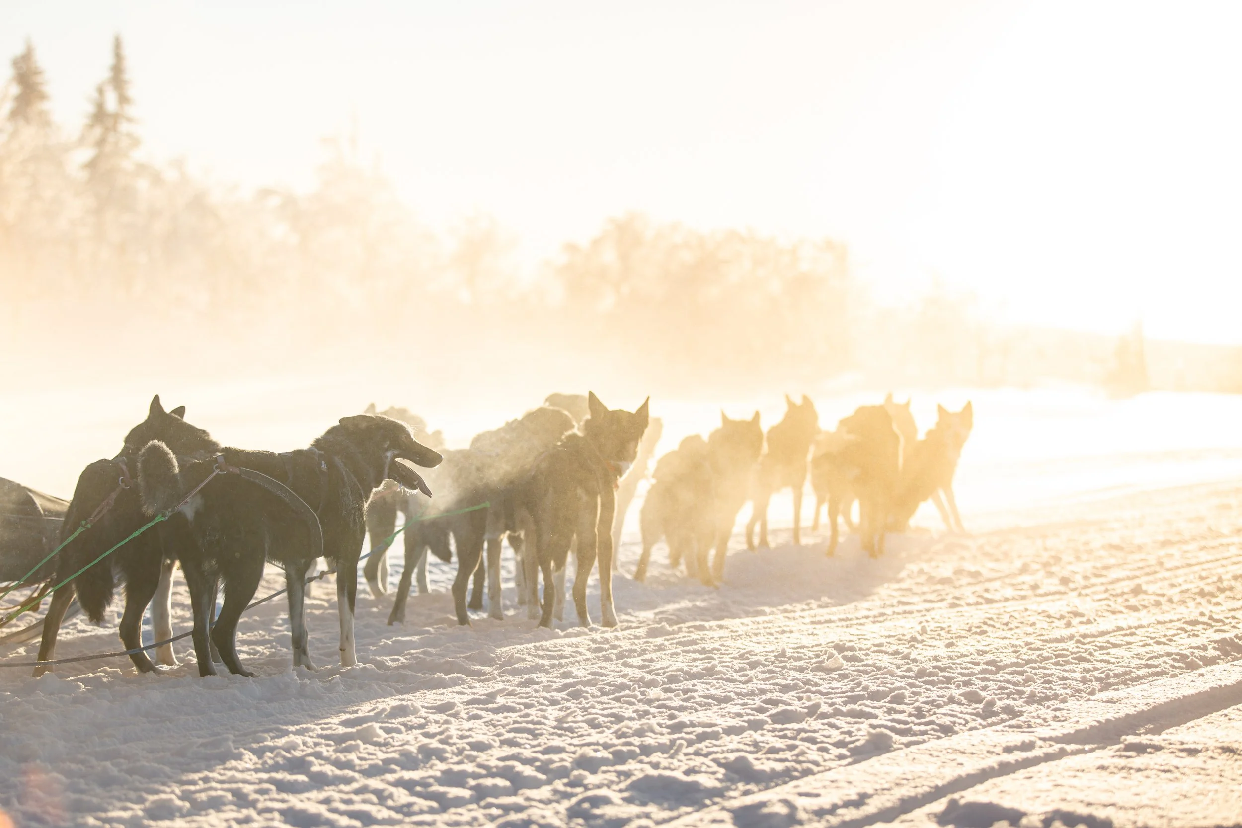 Hunde ziehen ein Schlitten durch verschneite Winterlandschaft bei Sonnenaufgang