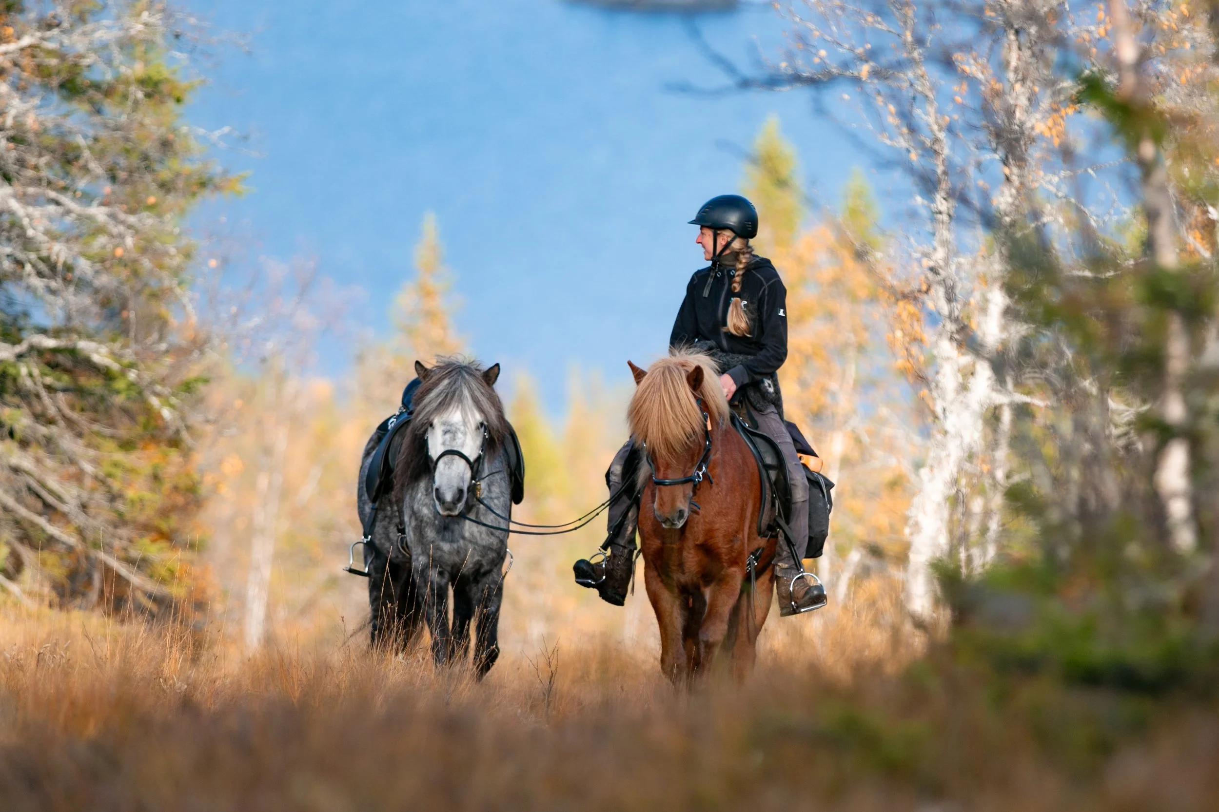 Woman riding an Icelandic Horse in the Swedish Ansättenfjäll