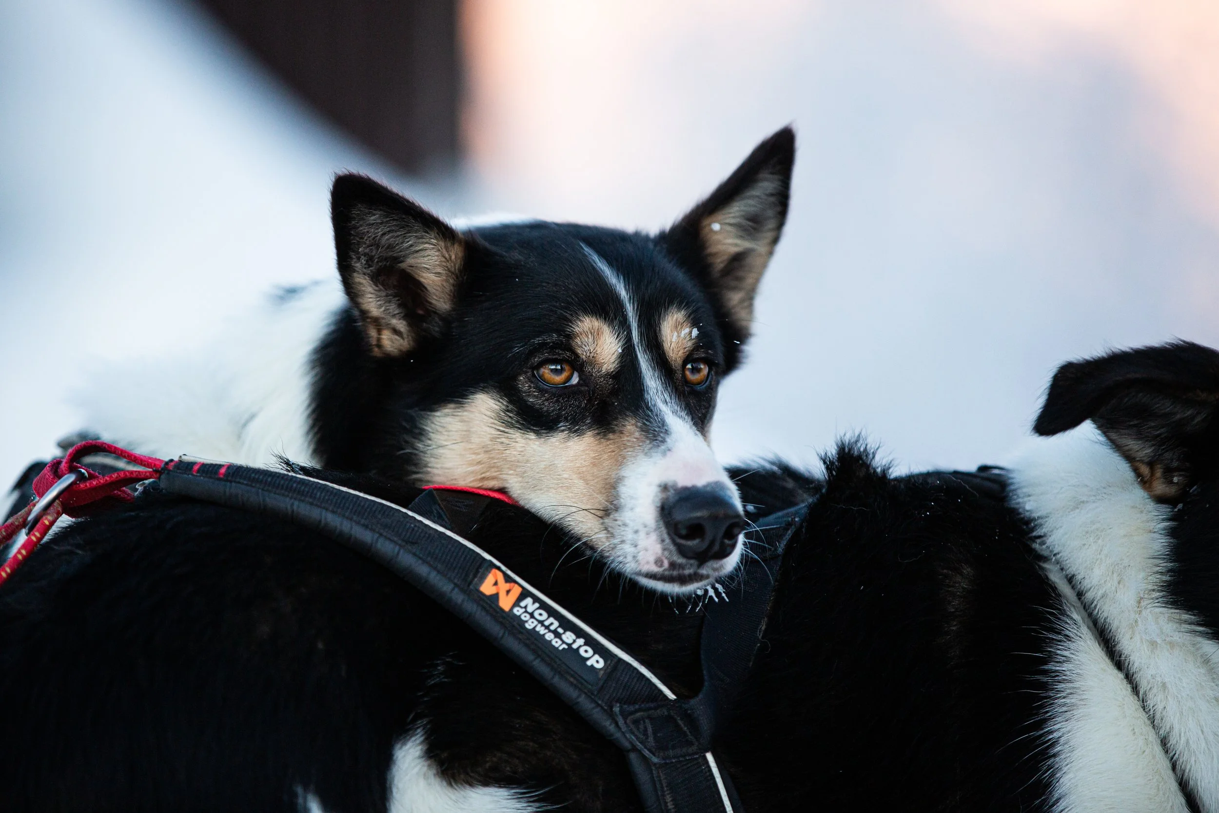 Alaskan Husky Flicka