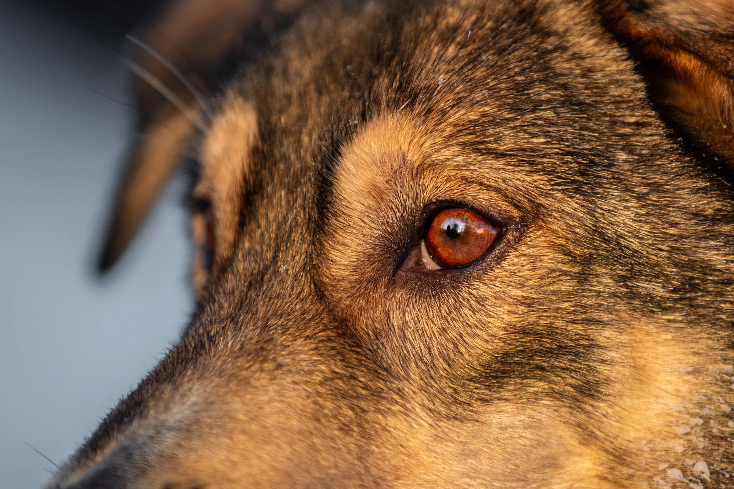 Nahaufnahme eines Hundes mit braunem Fell und braunen Augen.