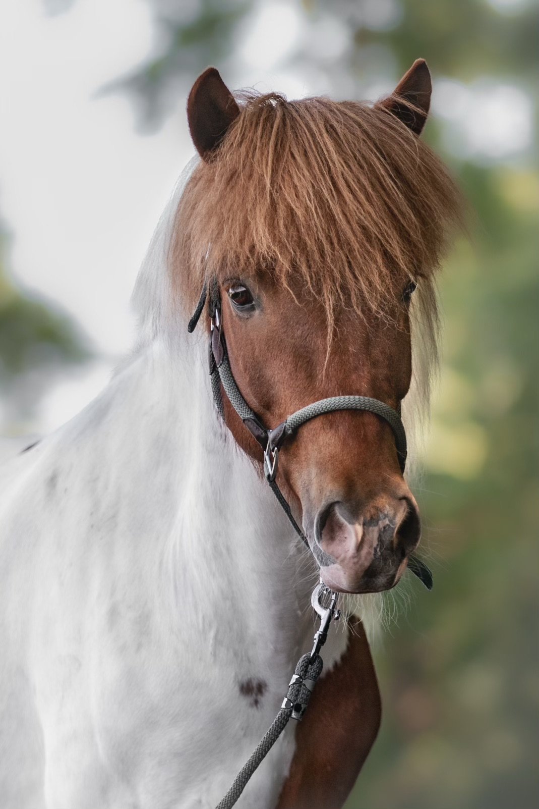 Islandpferd Baldur