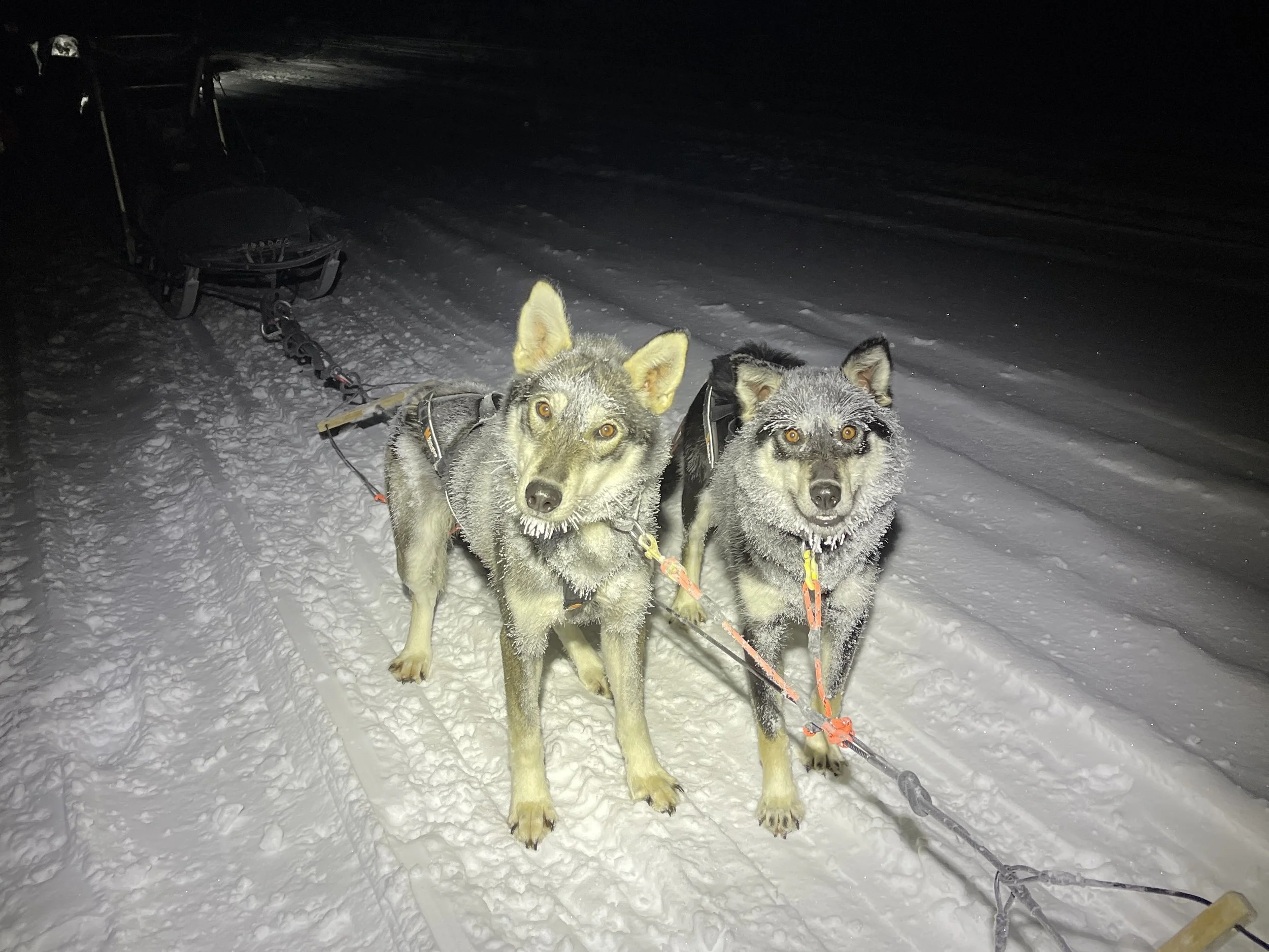 Zwei Hunde bei Nacht auf verschneitem Boden, gezogen von Schlitten.