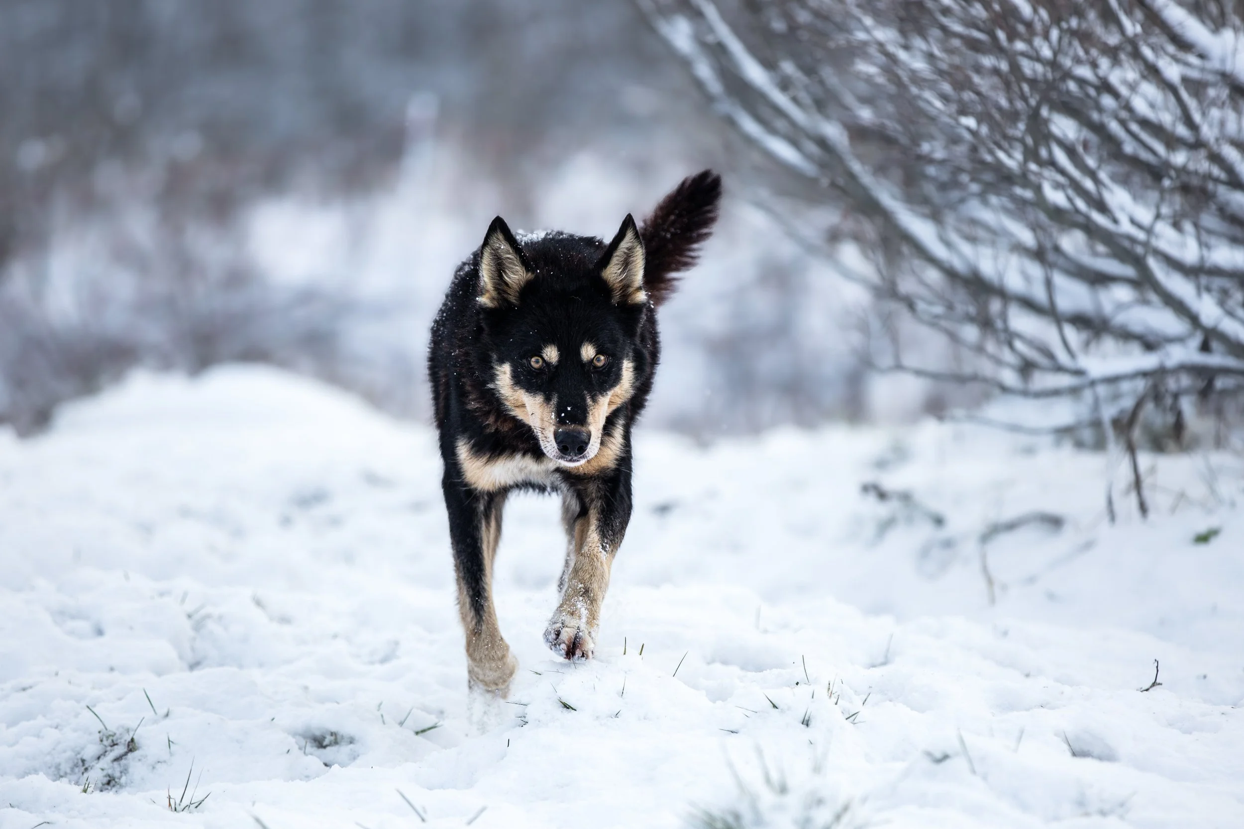 Alaskan Husky Crux