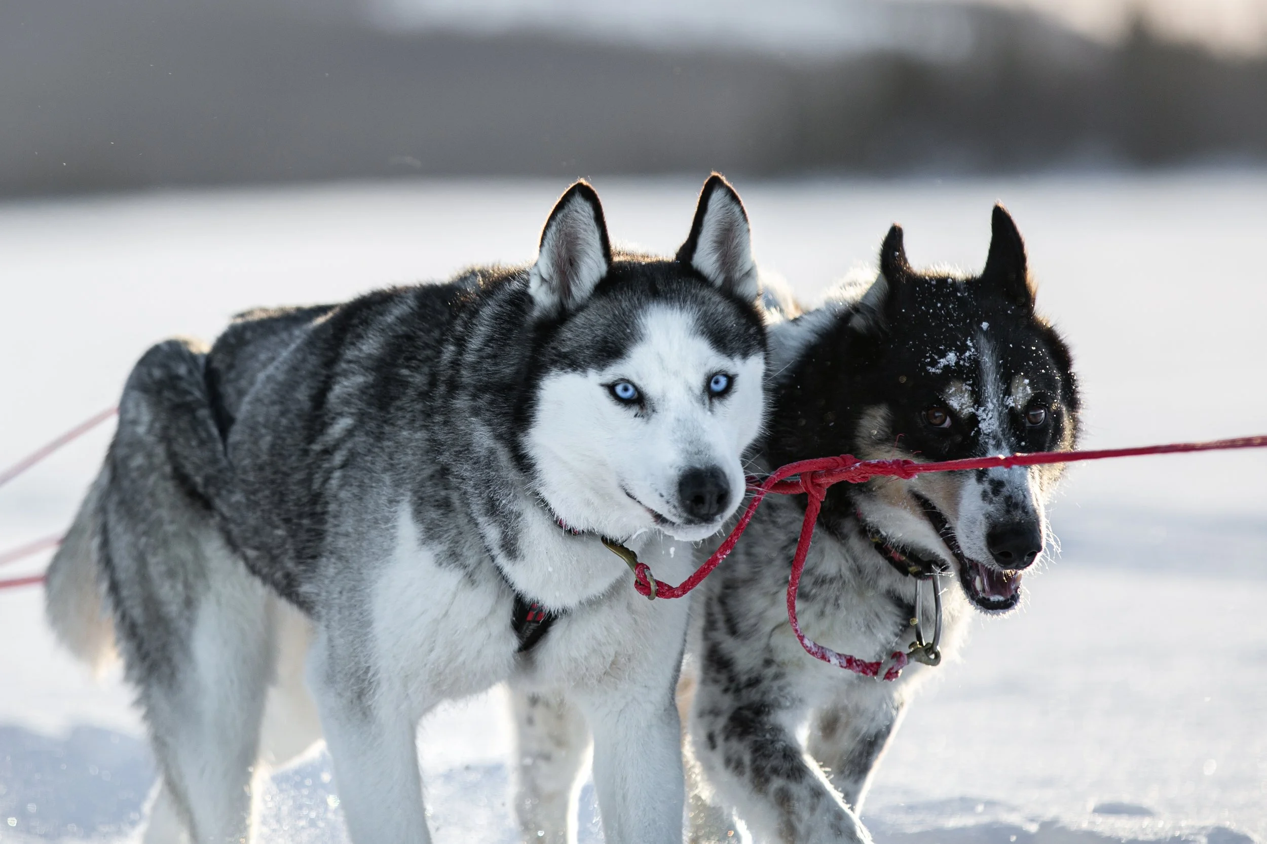 Zwei Huskys ziehen ein Hundeschlitten im Schnee.