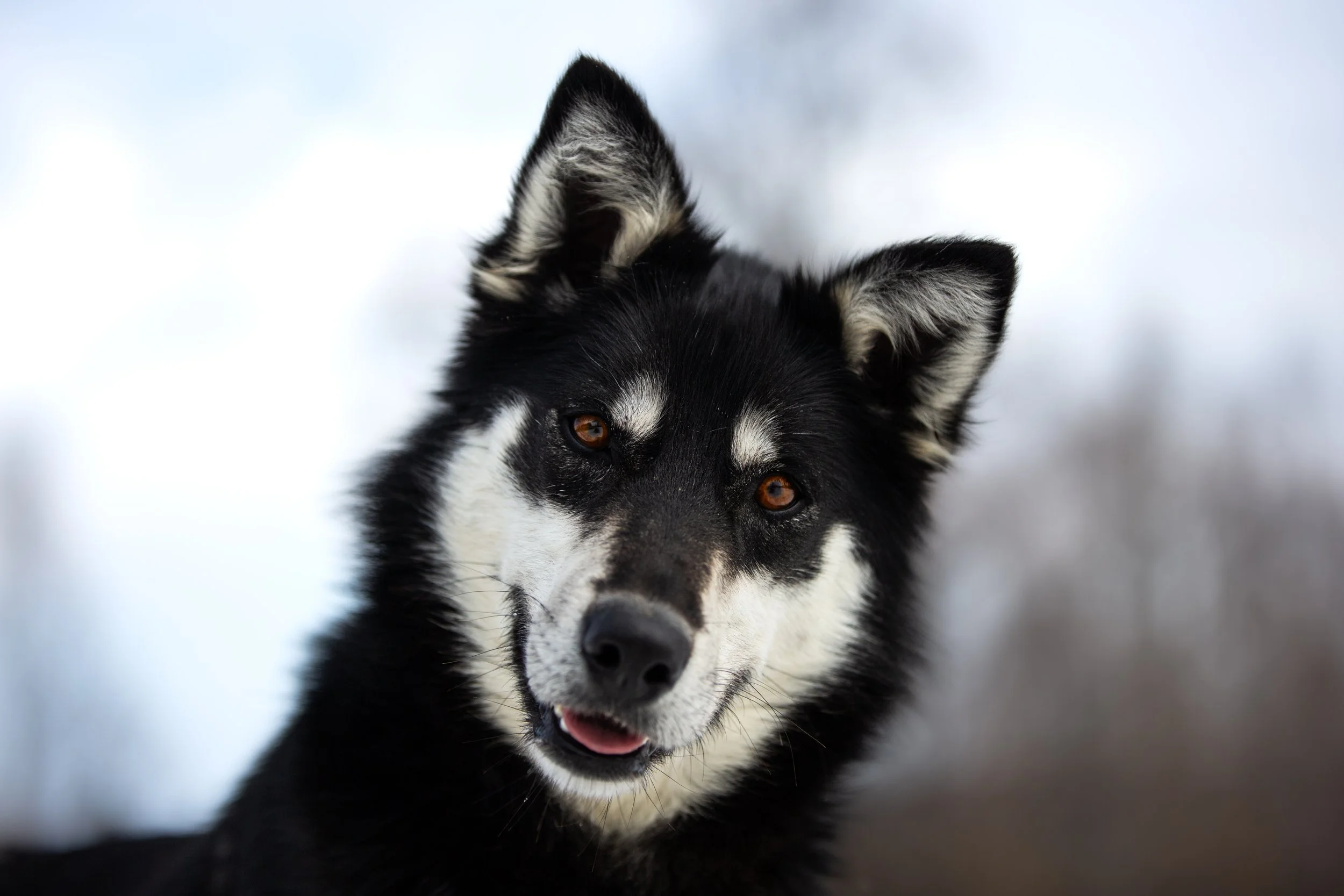 Alaskan Husky Frøy