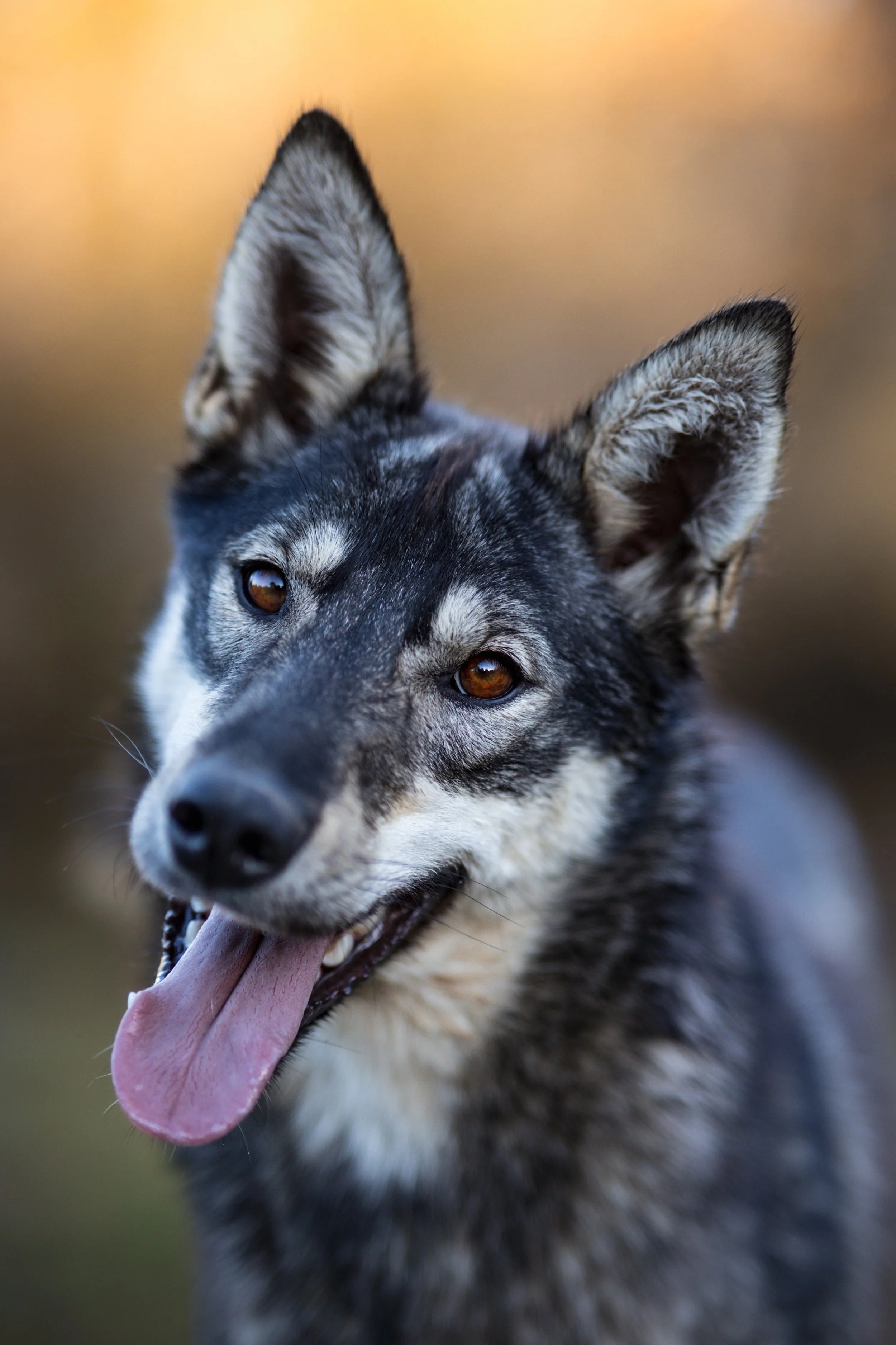 Alskan Husky Fay