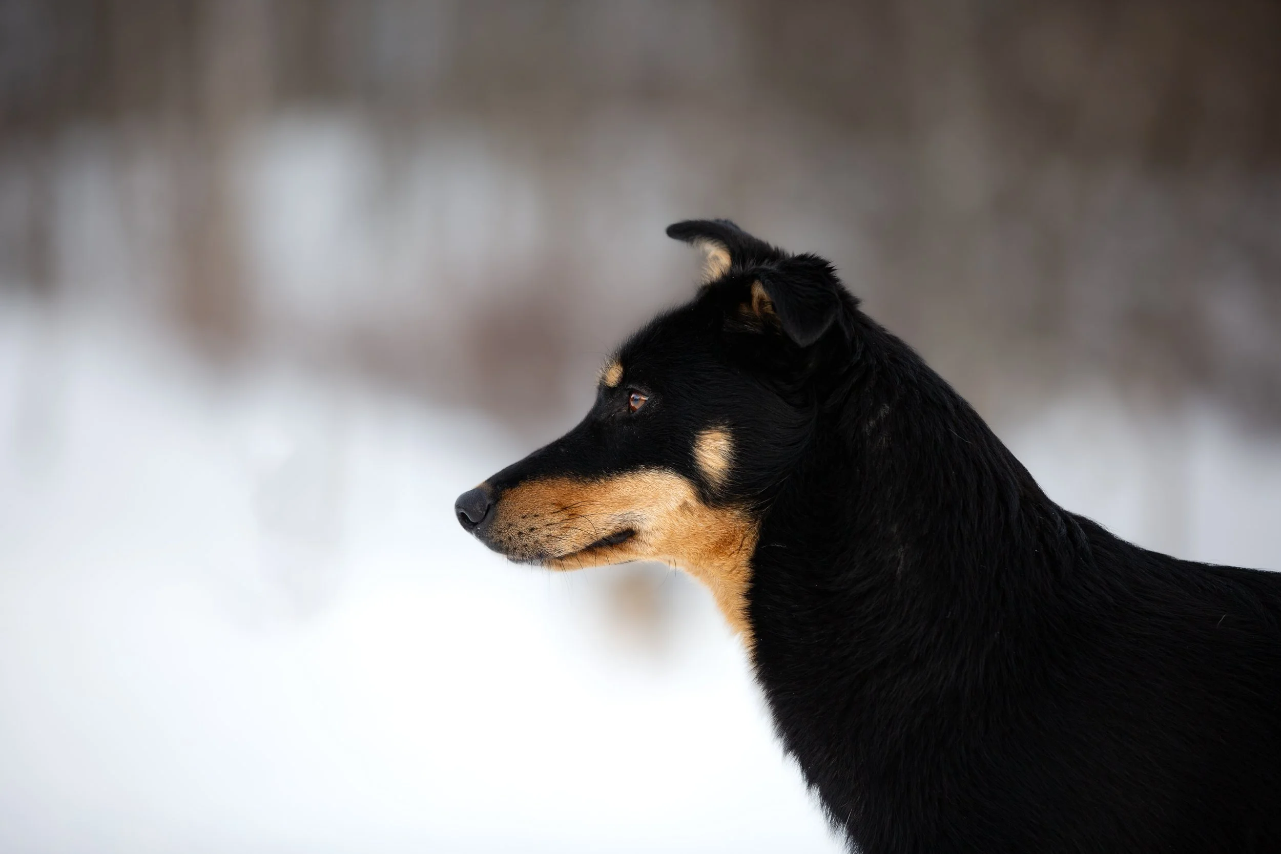 Alaskan Husky Rotti