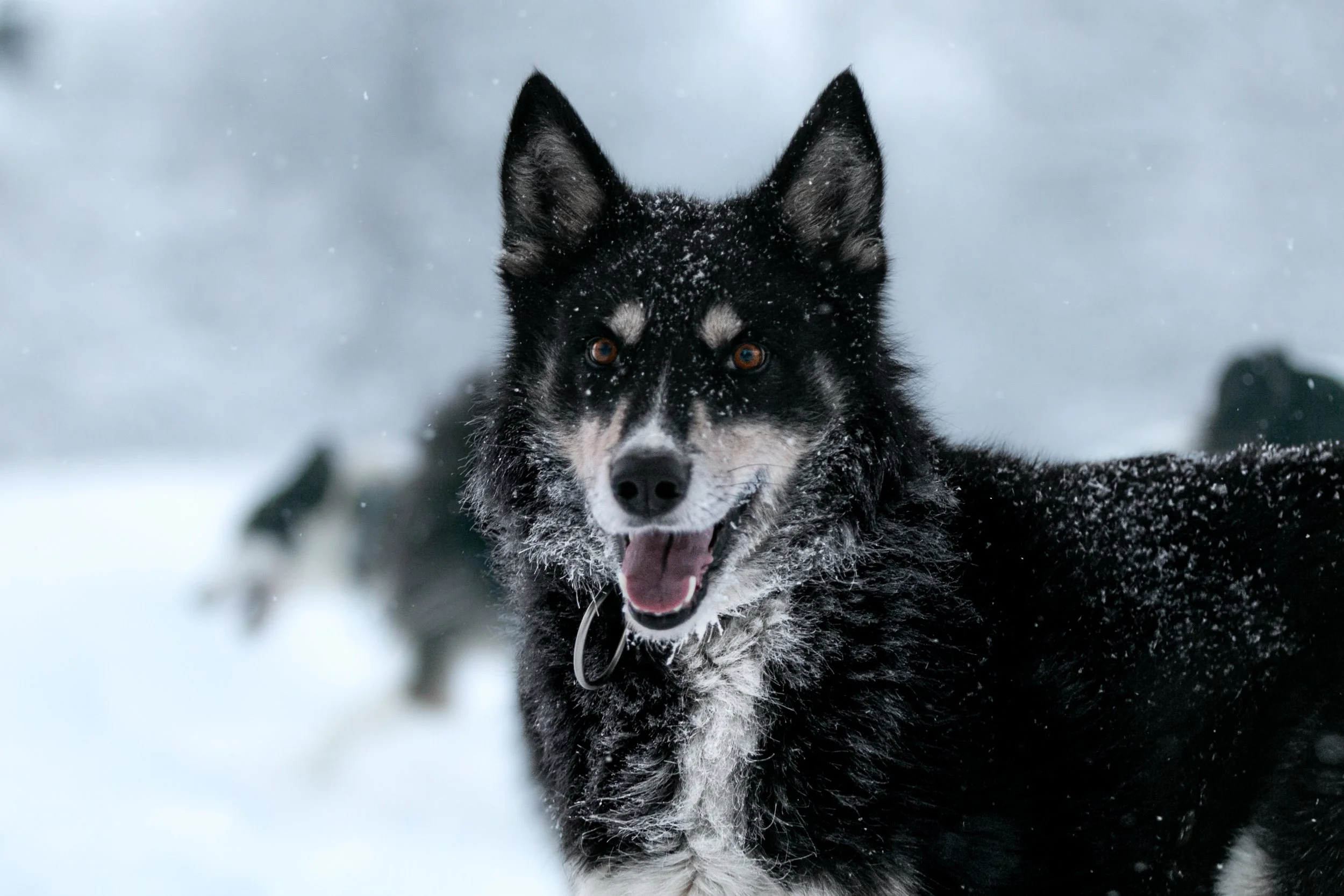 Alaskan Husky Kompis