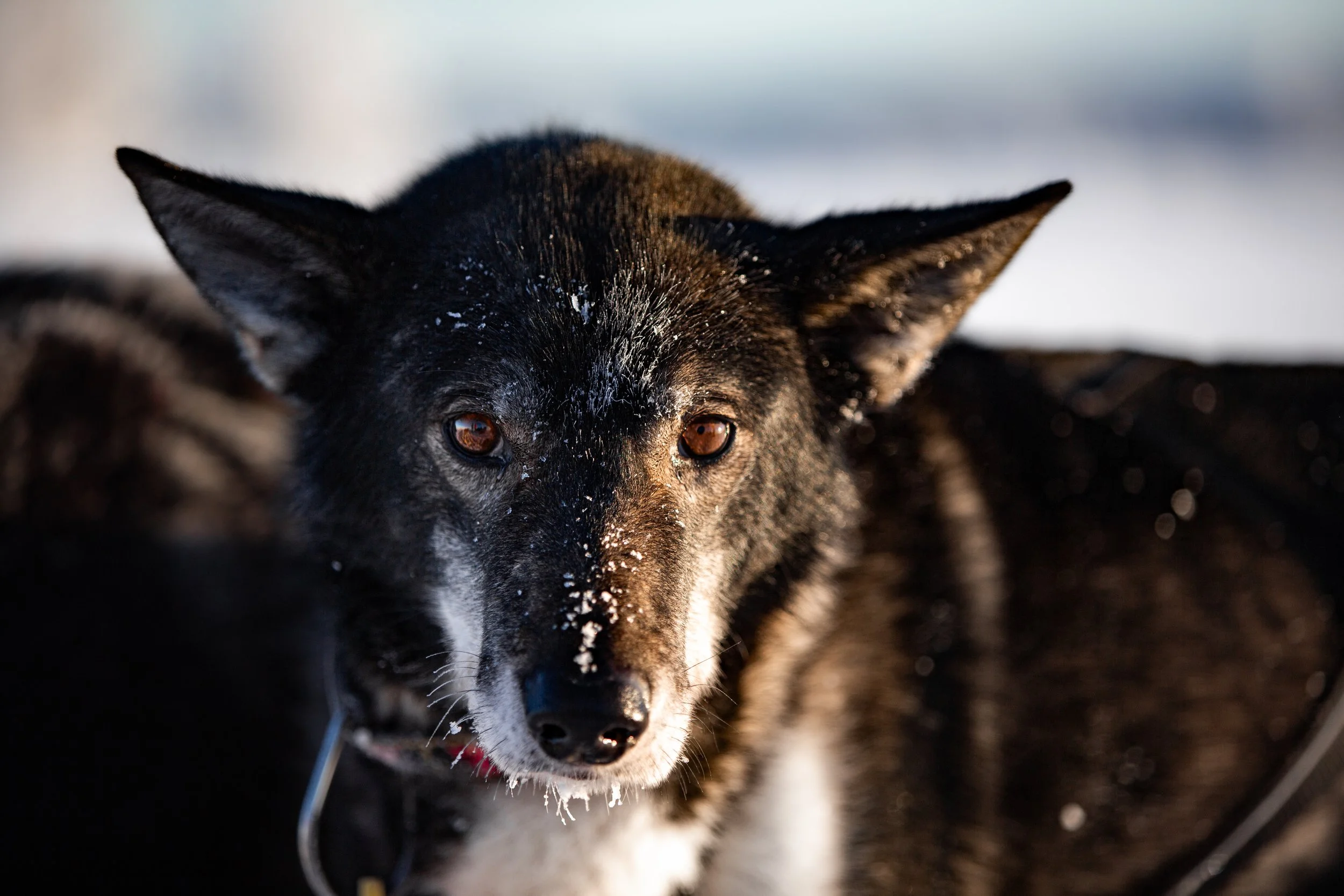 Alaskan Husky Hodor