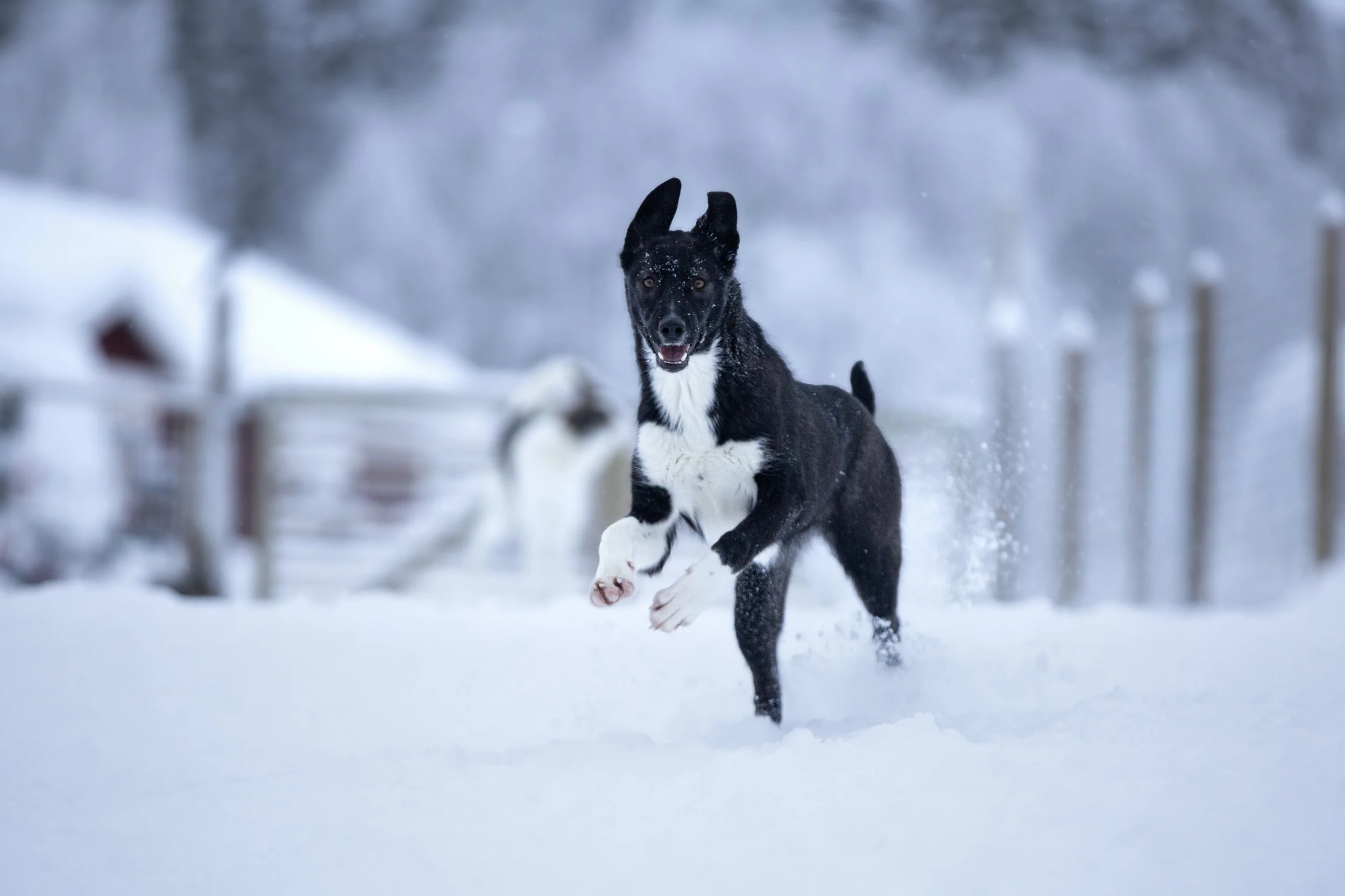 Alaskan Husky Majuka