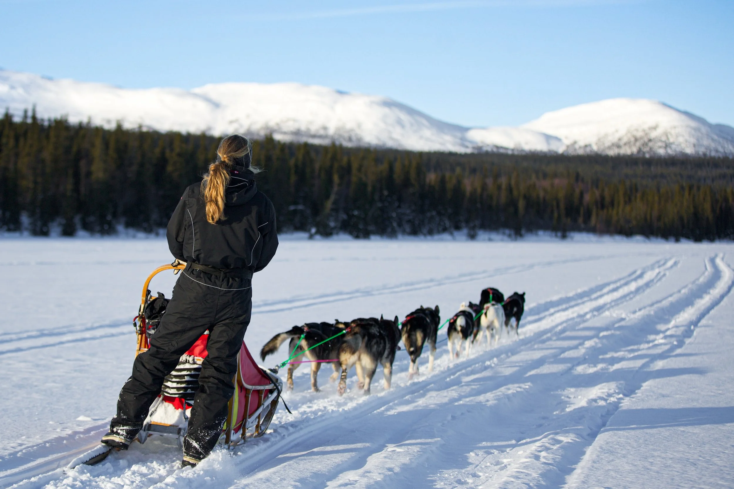 Person in schwarzer Winterkleidung zieht ein Hundeschlitten mit mehreren Hunden durch eine verschneite Landschaft, im Hintergrund Berge und Tannen.