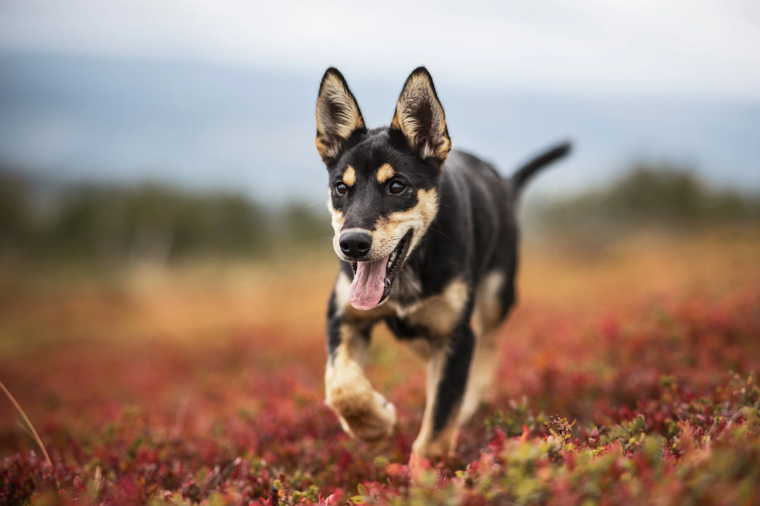 Alaskan Husky Yuna