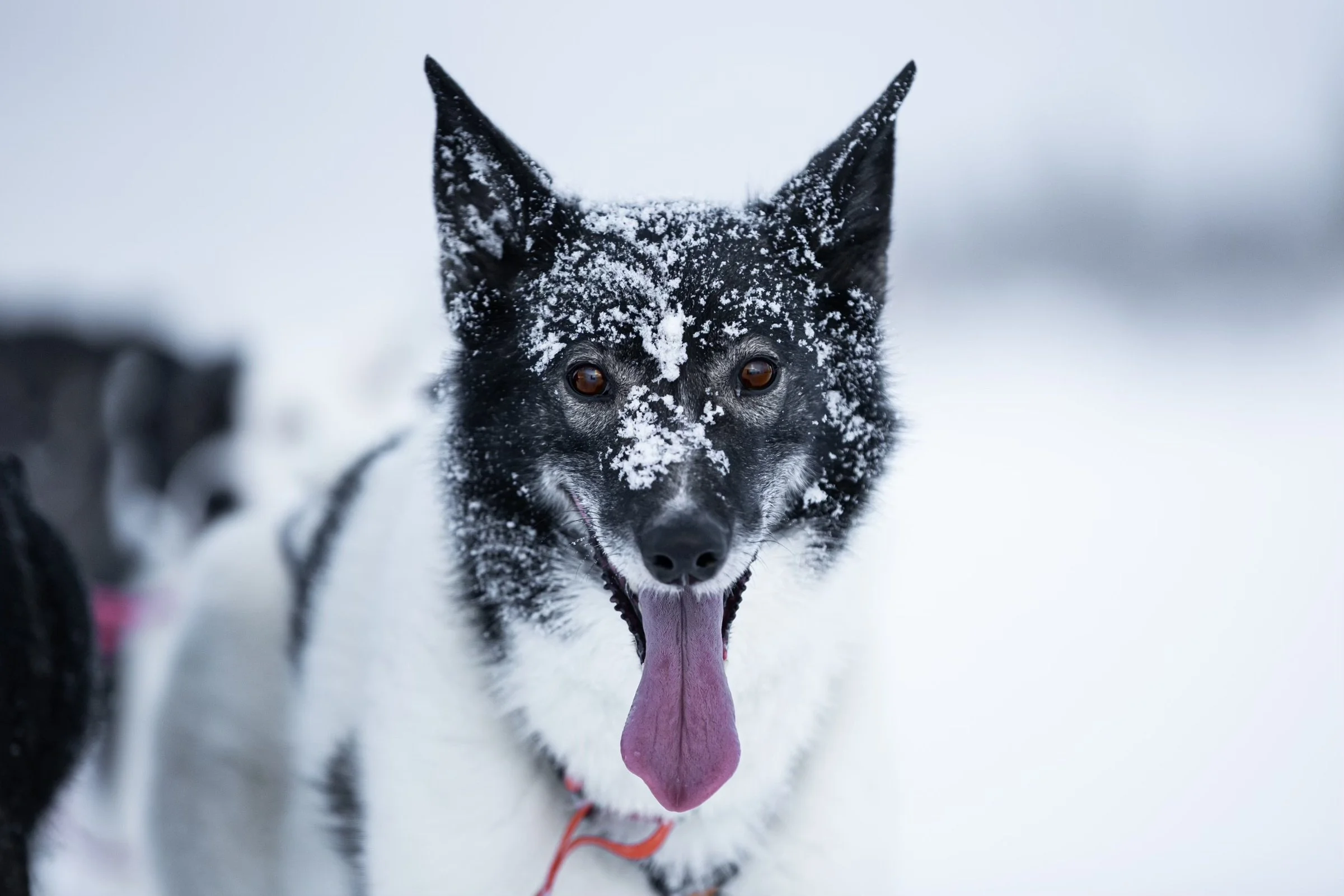 Alaskan Husky Sansa