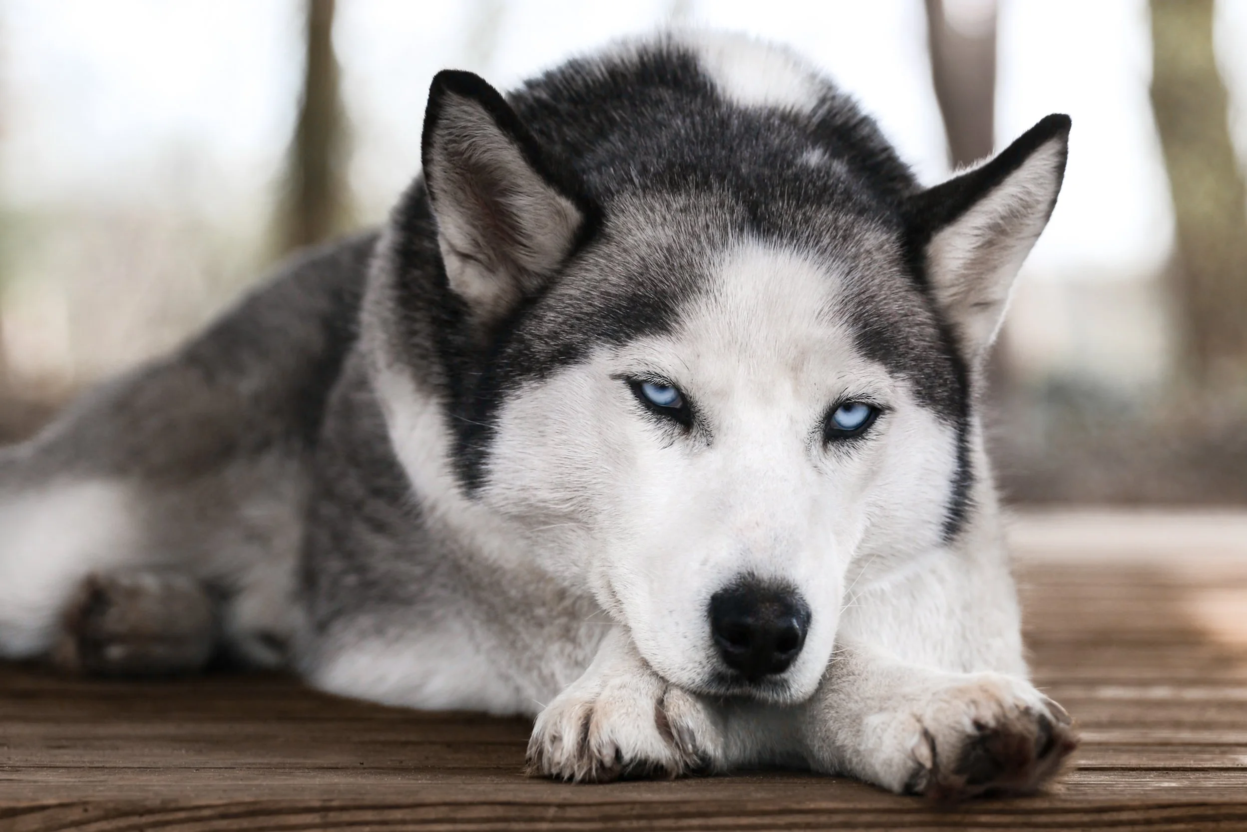 Siberian Husky Ole