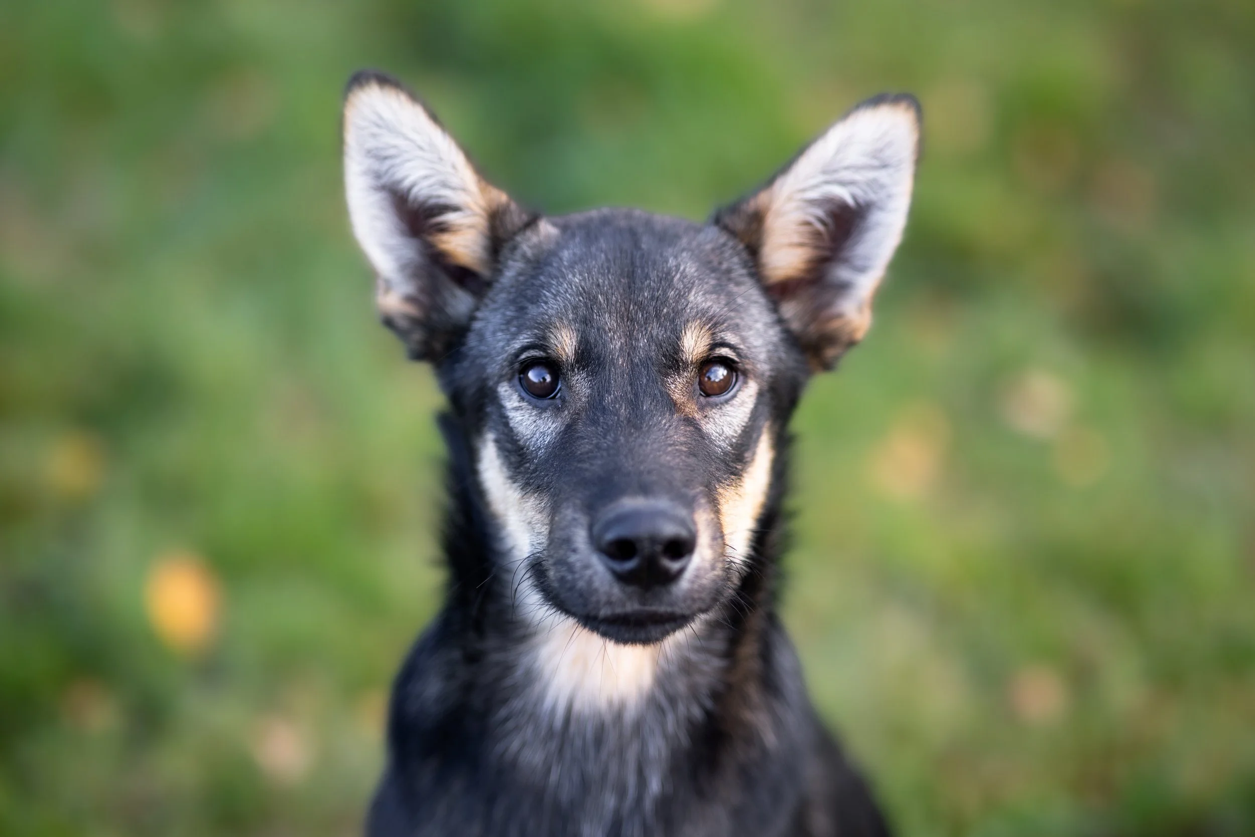 Alaskan Husky Snorre