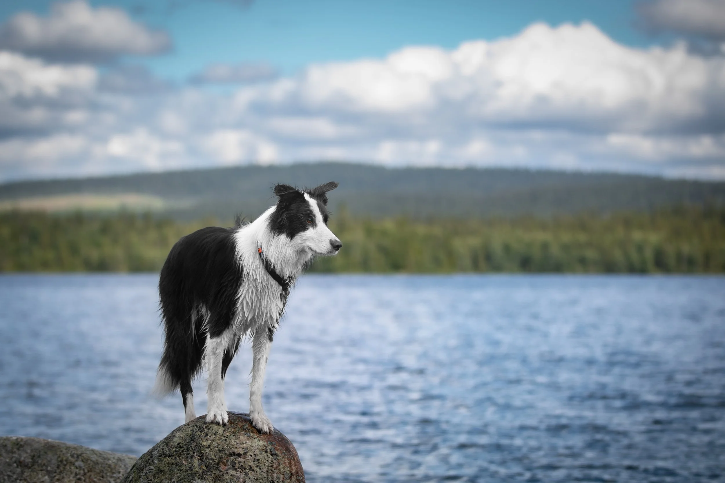 Border Collie Yuki