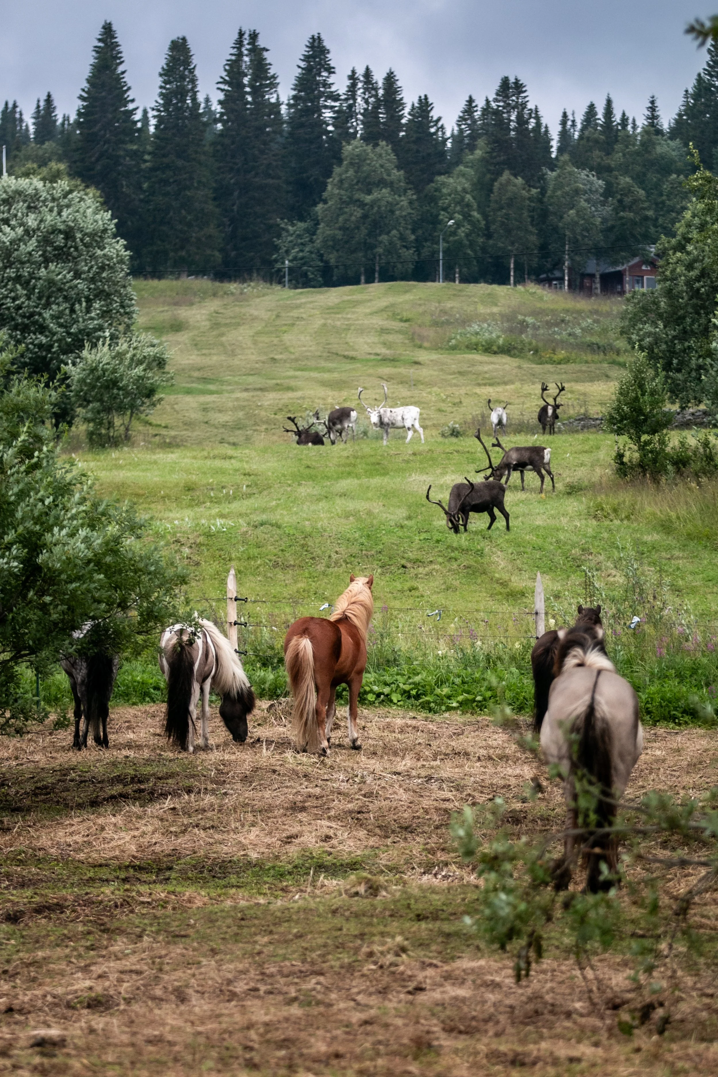 Eine Wiese mit Ponys im Vordergrund und Rentieren im Hintergrund, umgeben von Bäumen und einigen Häusern im Abstand.