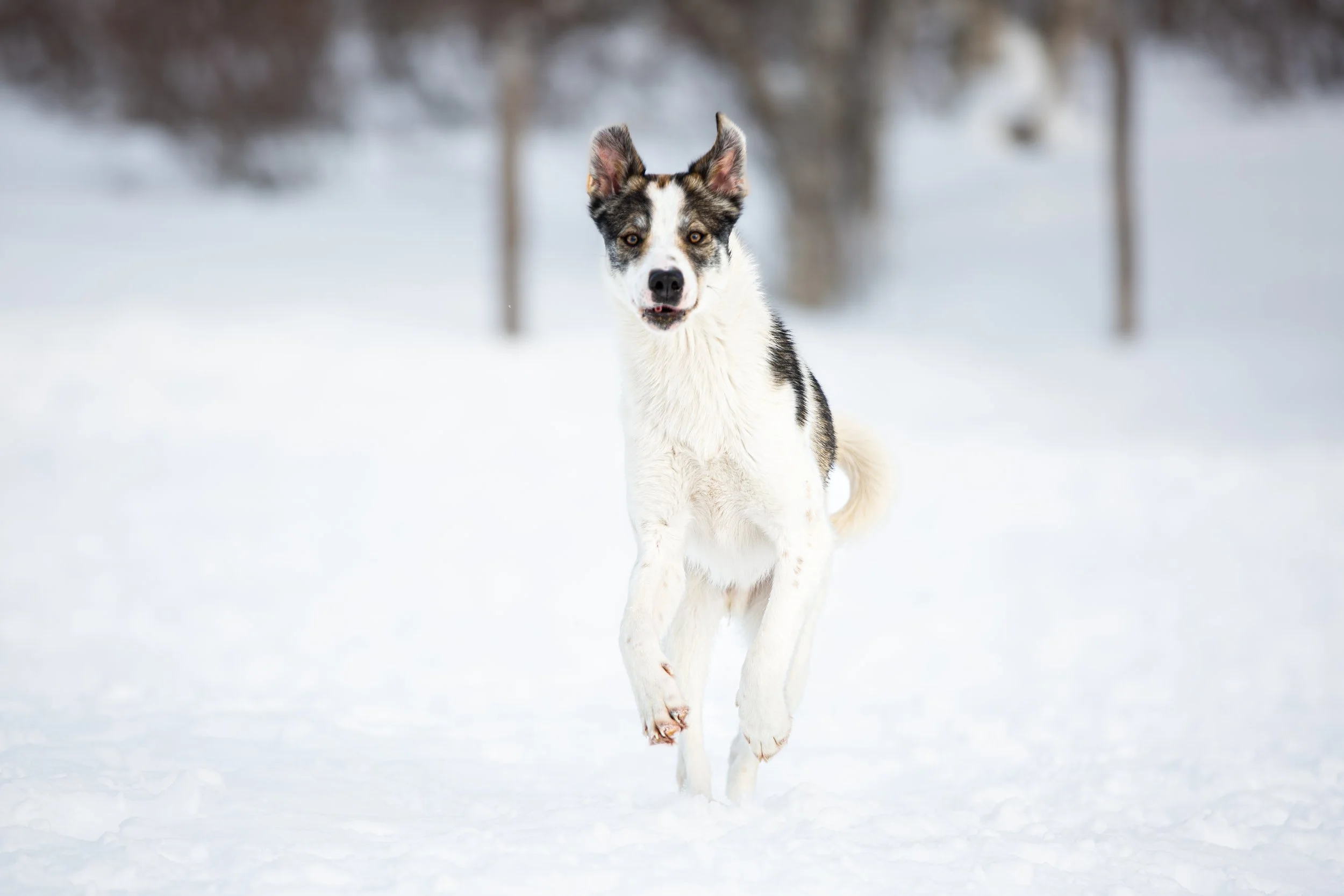 Alaskan Husky Jay