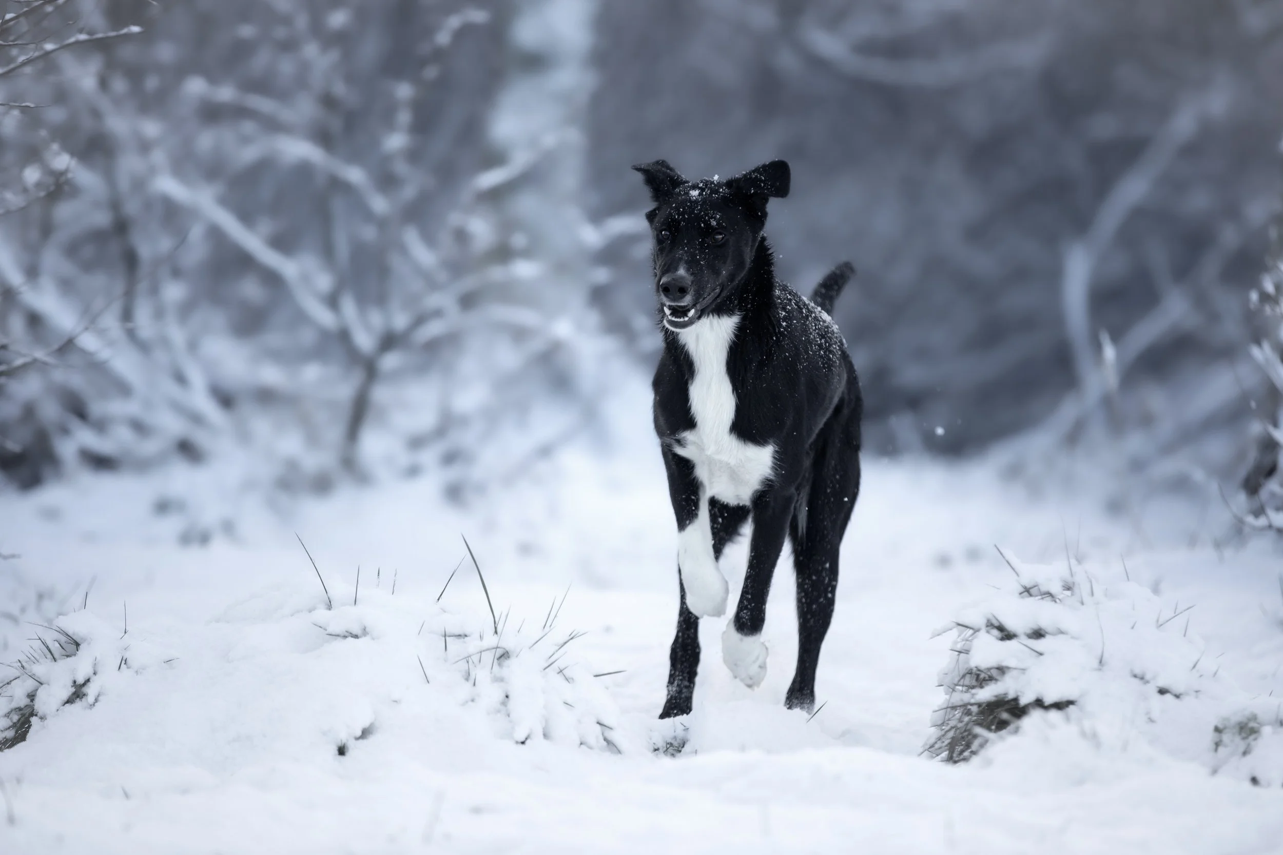 Alaskan Husky Najuma