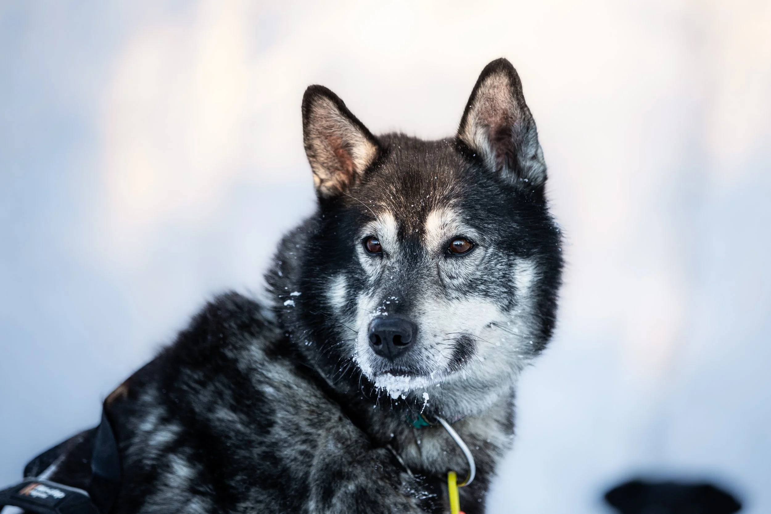 Alaskan Husky Mic