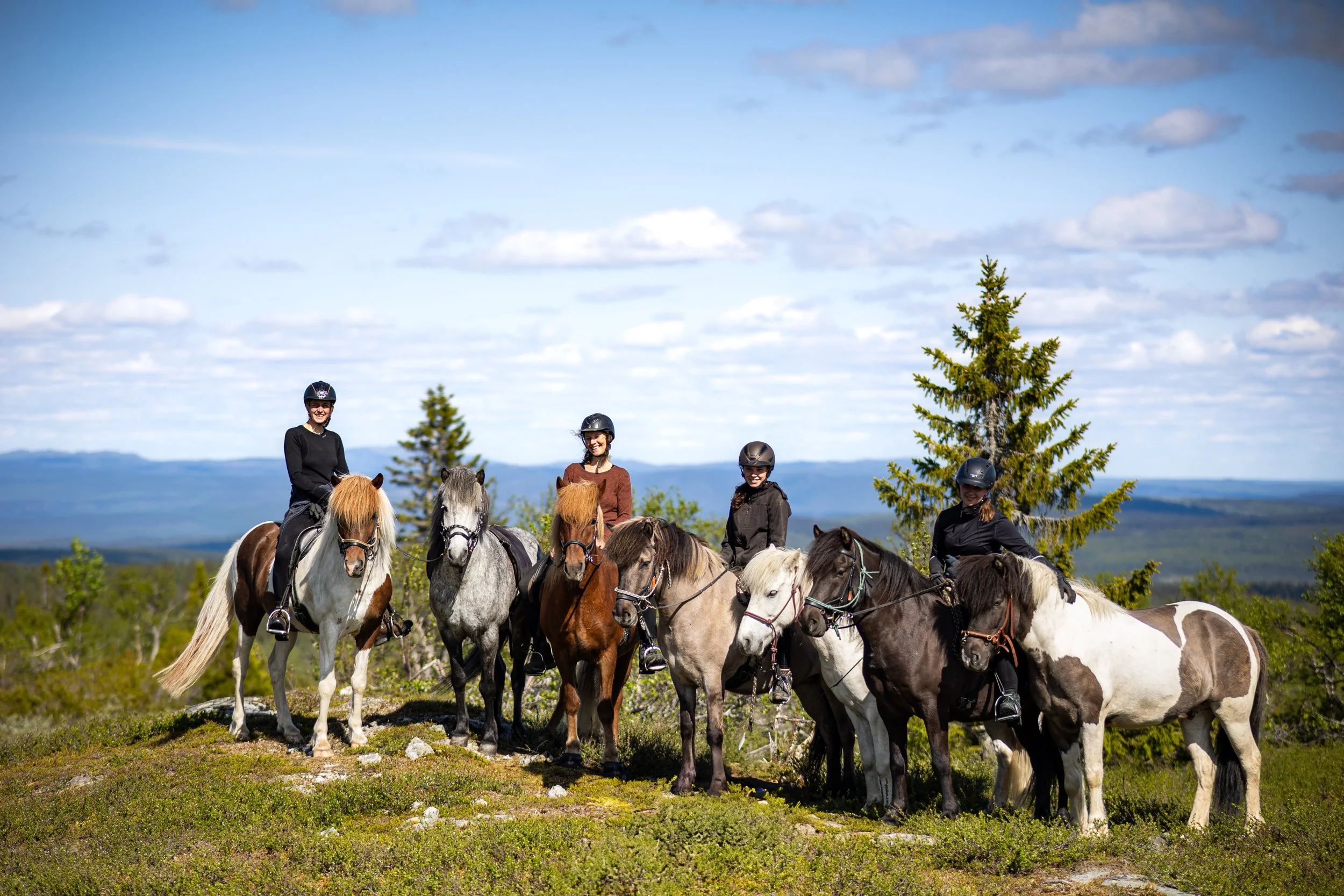 Group of Icelandic Horeses with Riders in the Swedish Ansättenfjäll