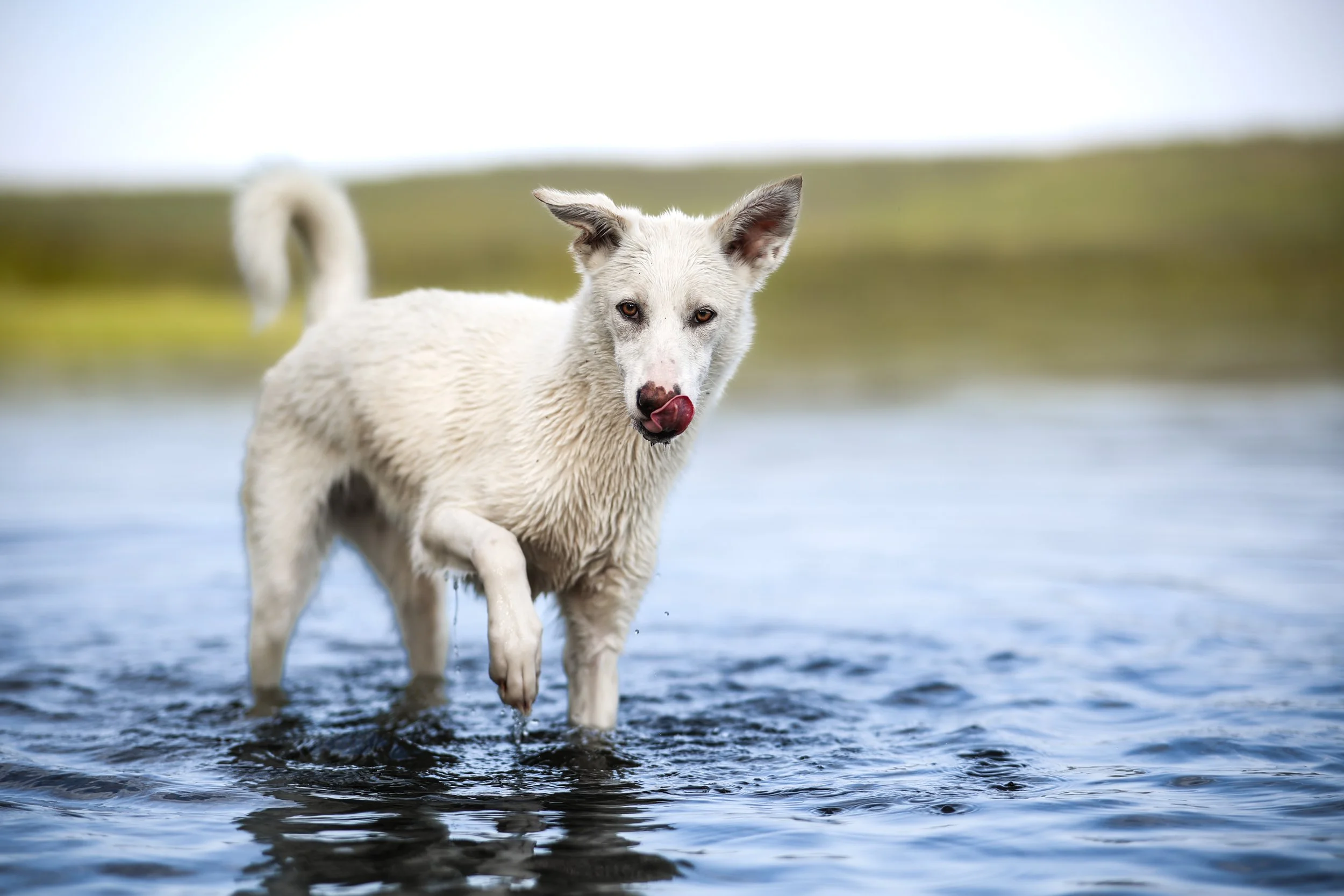 Alaskan Husky Is