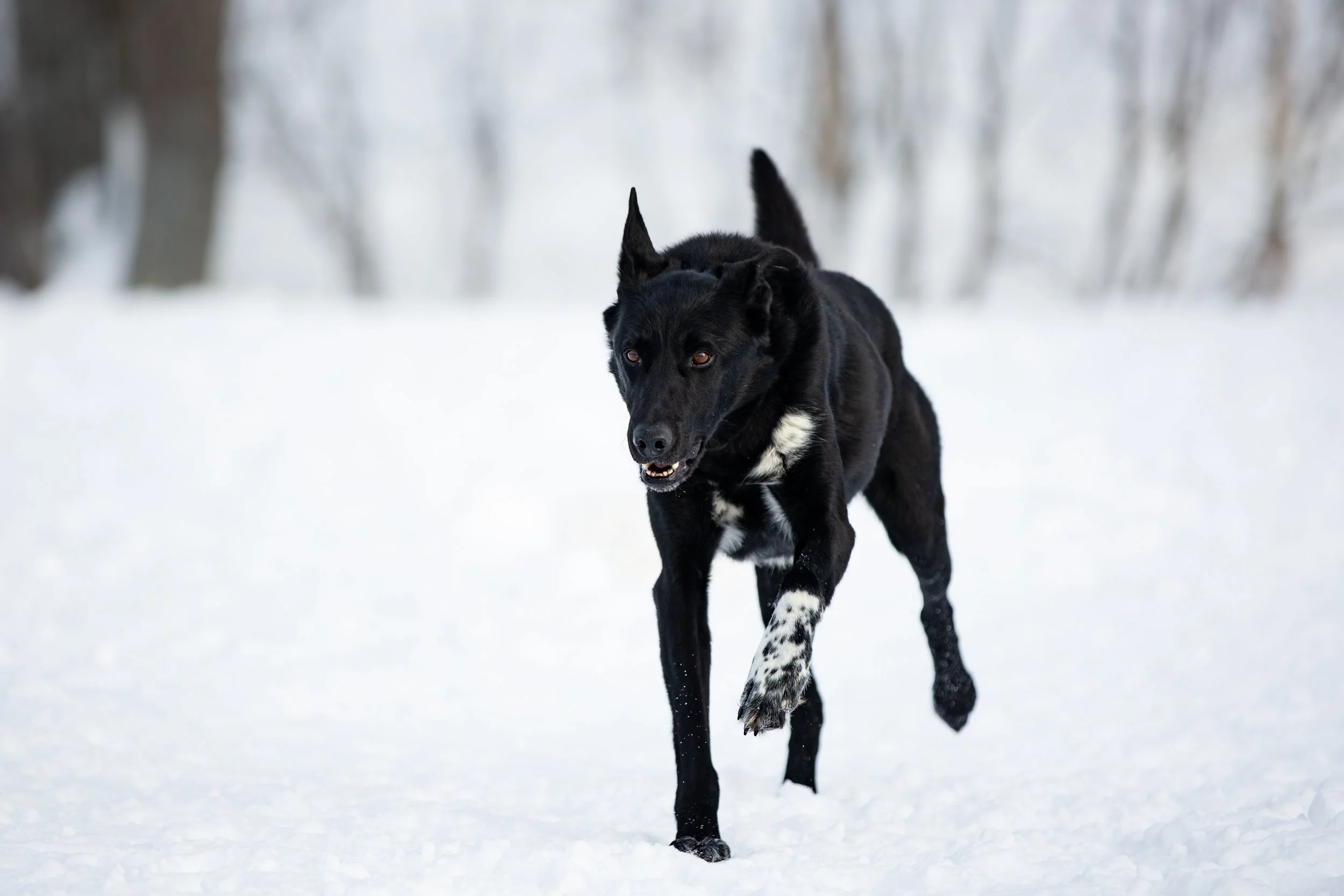 Alaskan Husky Sveis