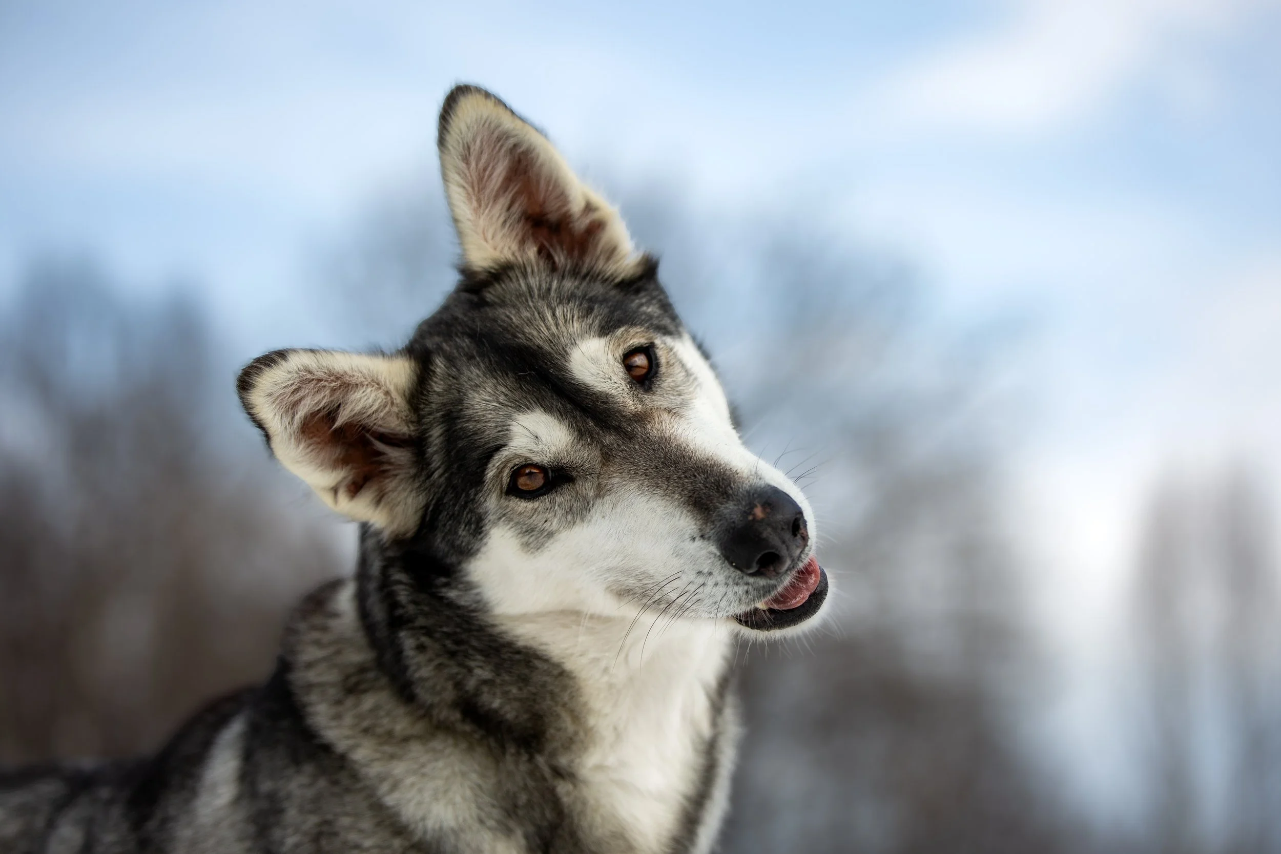 Alaskan Husky Lucy