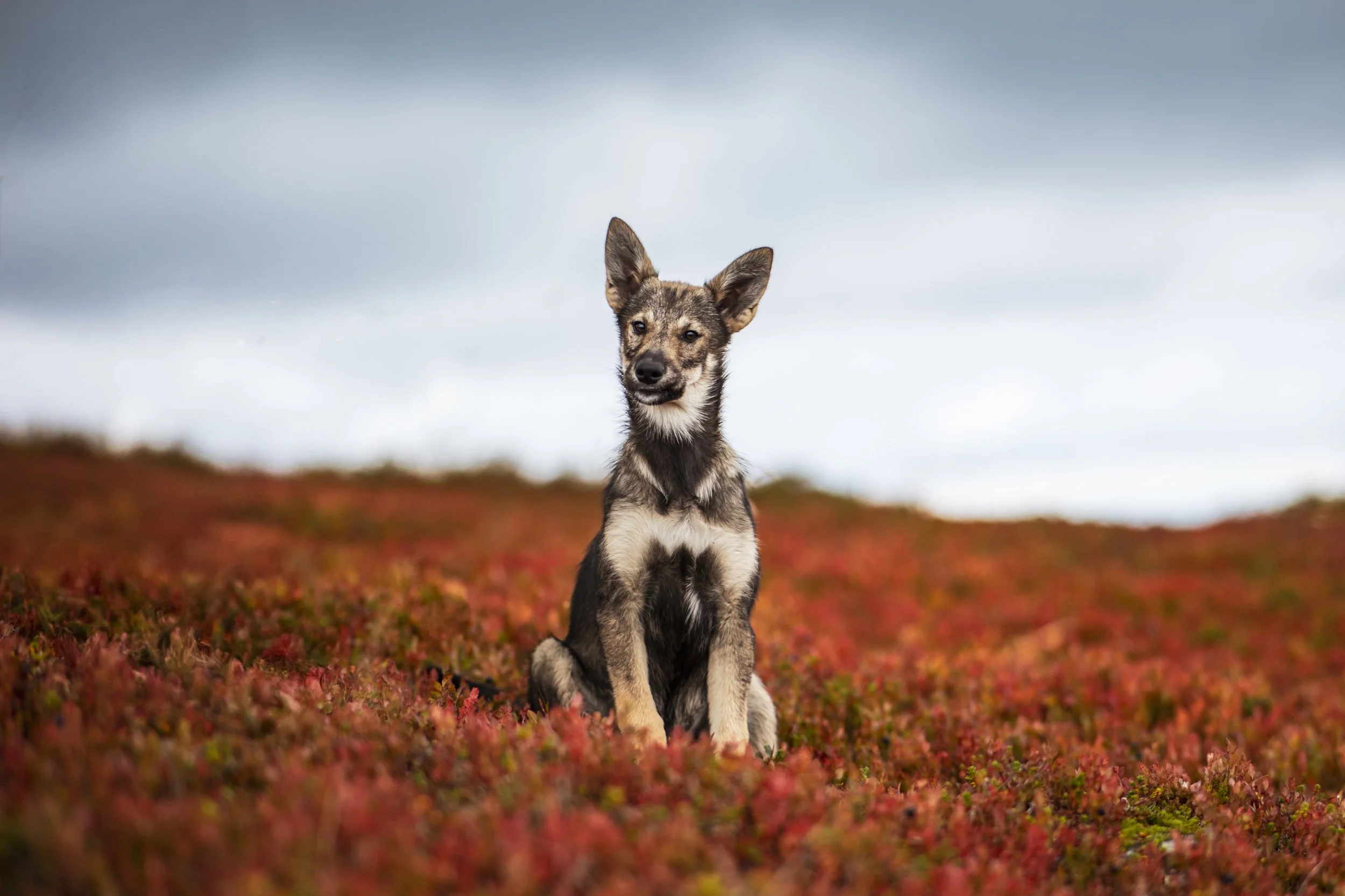 Alaskan Husky Naya