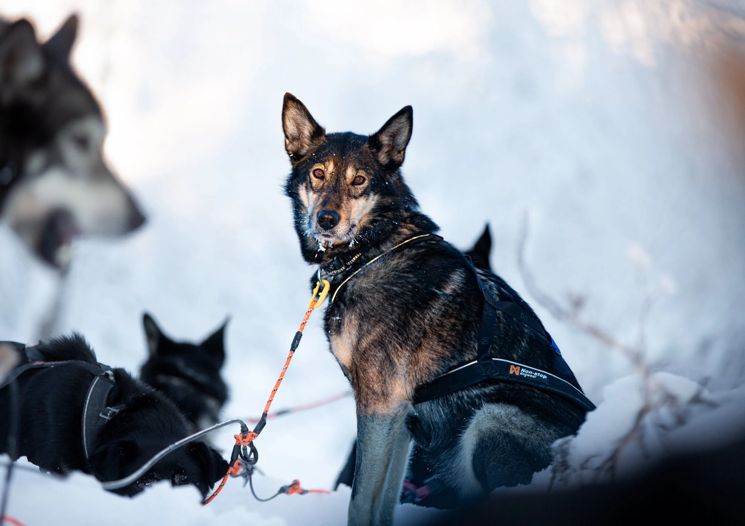 Alaskan Husky Lucca