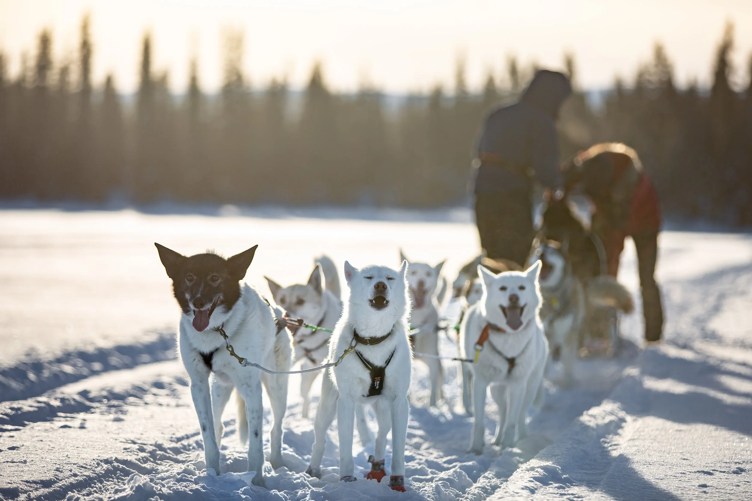 Hunde beim Hundeschlittenfahren im Schnee mit Menschen im Hintergrund.