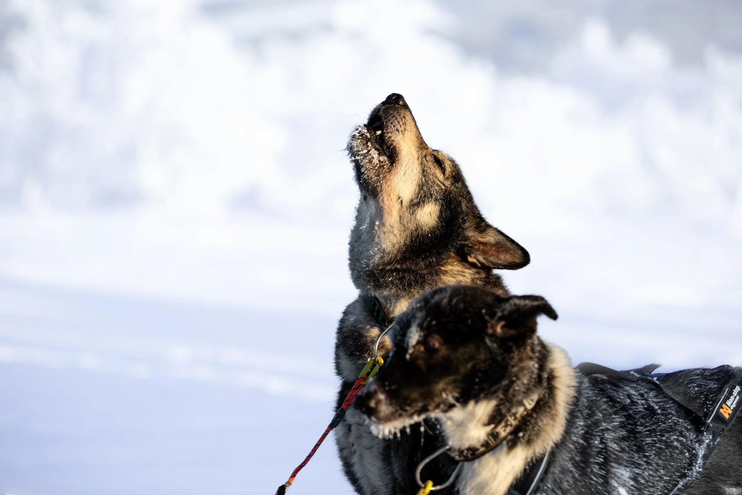 Zwei Hunde, die im Schnee laufen, einer heult nach oben, während der andere nach vorne schaut.