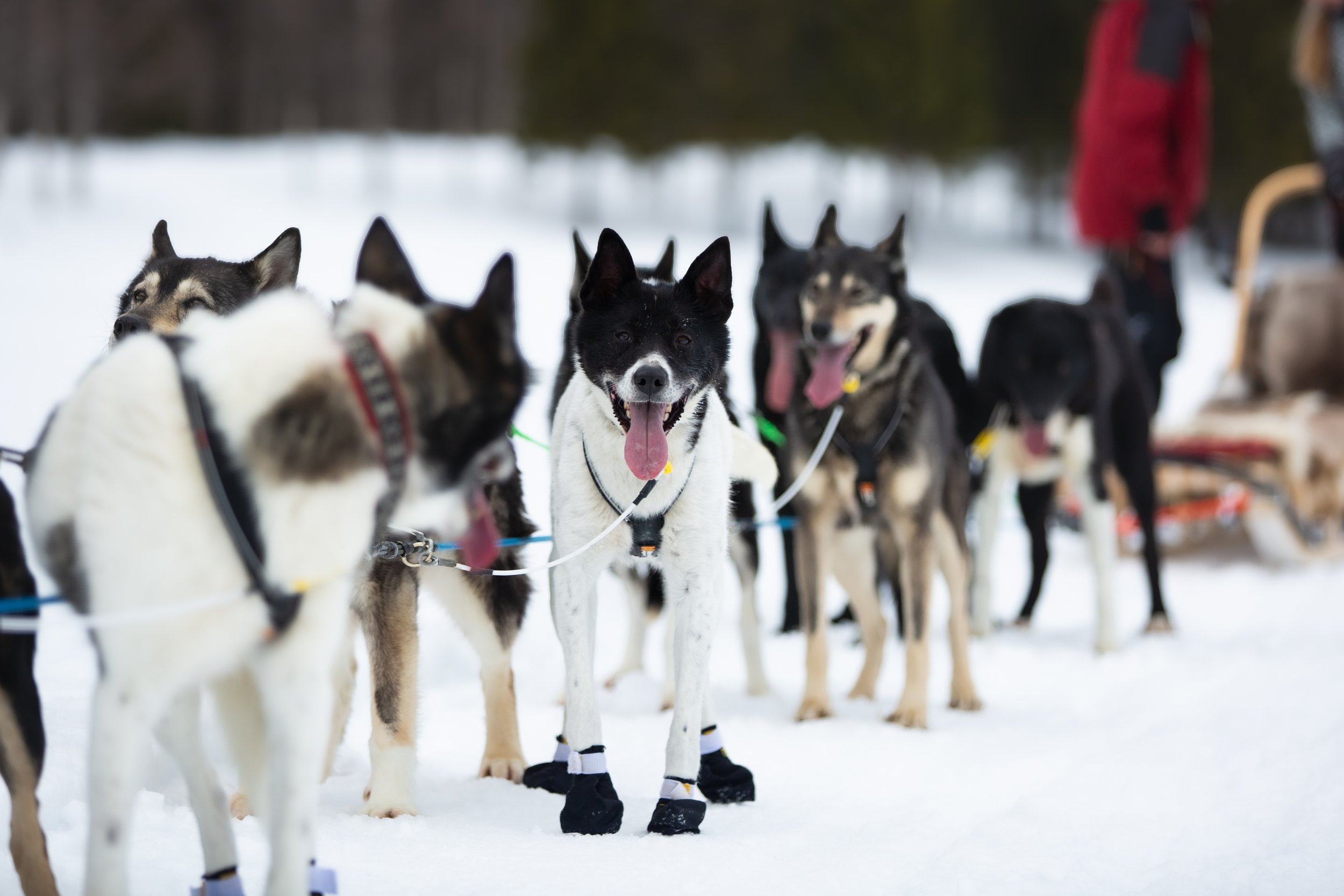 Alaskan Husky Leija