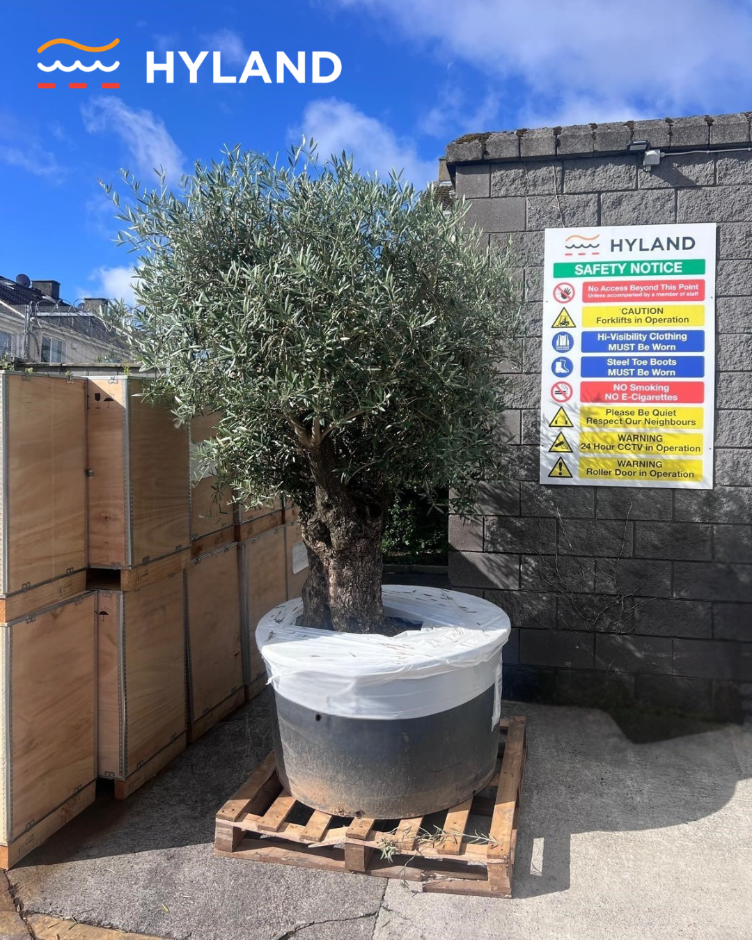More Than Just Pallets: Transporting an Olive Tree from Spain to Dublin